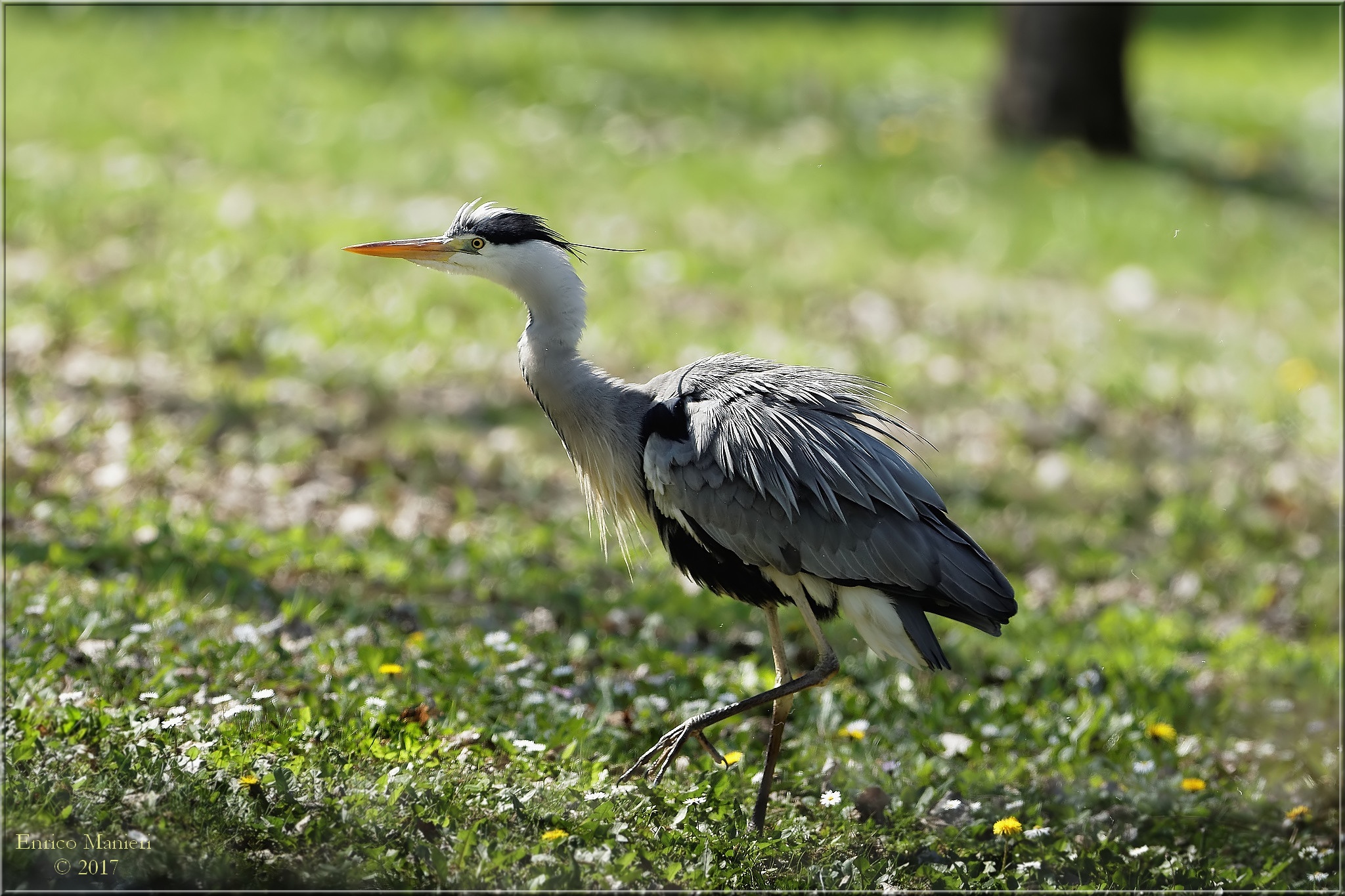 Gray Heron - Ardea cinerea