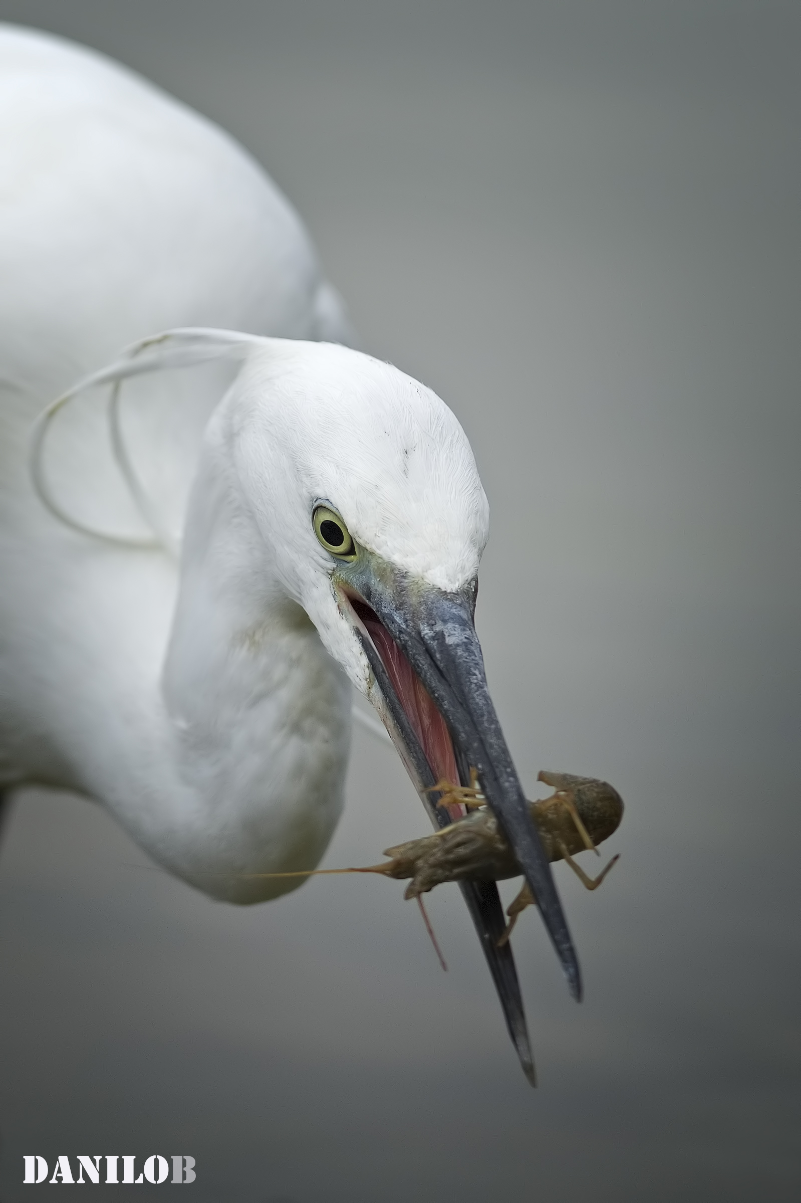 Shrimp for breakfast