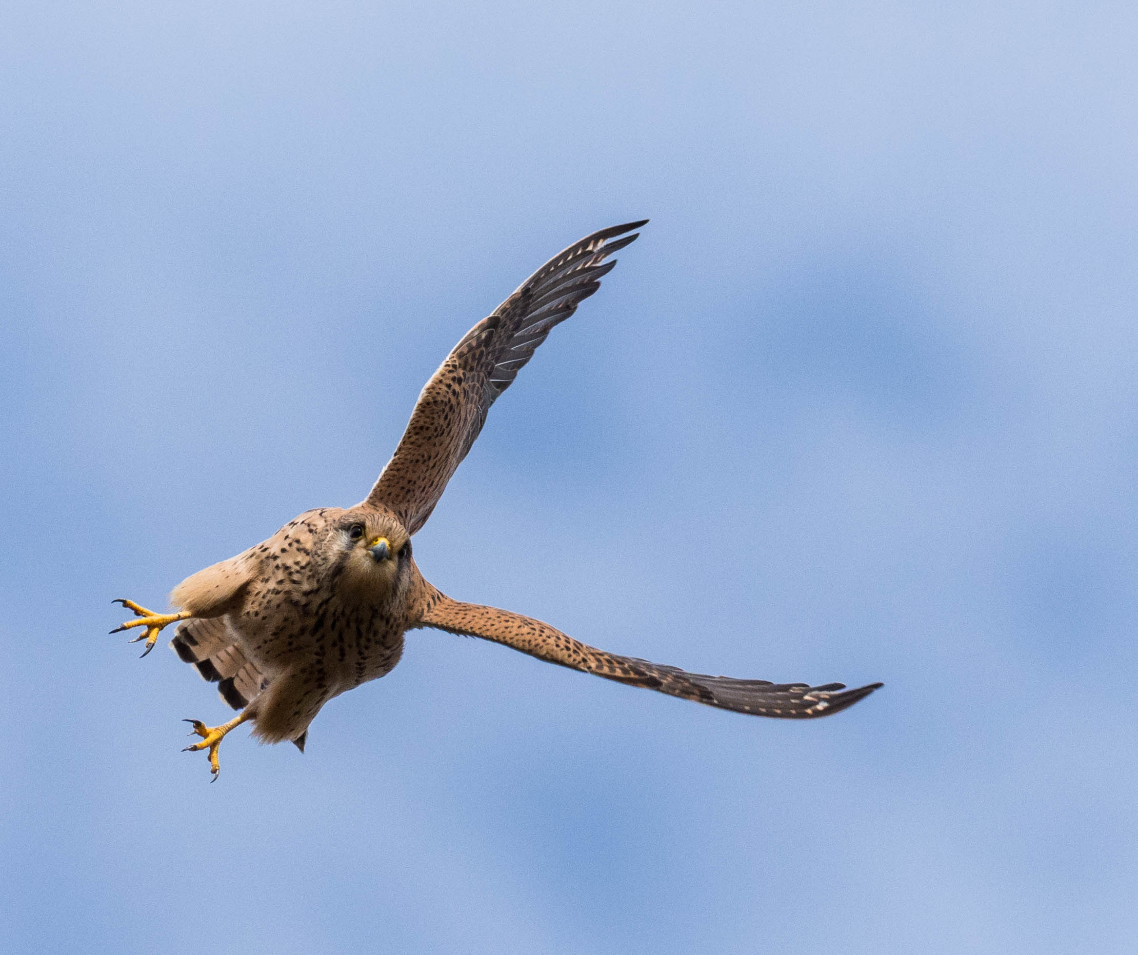 female kestrel