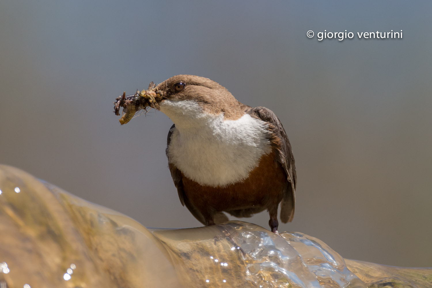 dipper