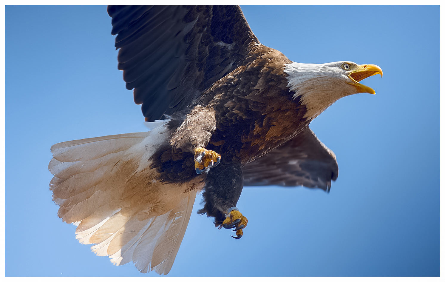 DC, Adult Bald Eagle That was banded in Washington DC ,