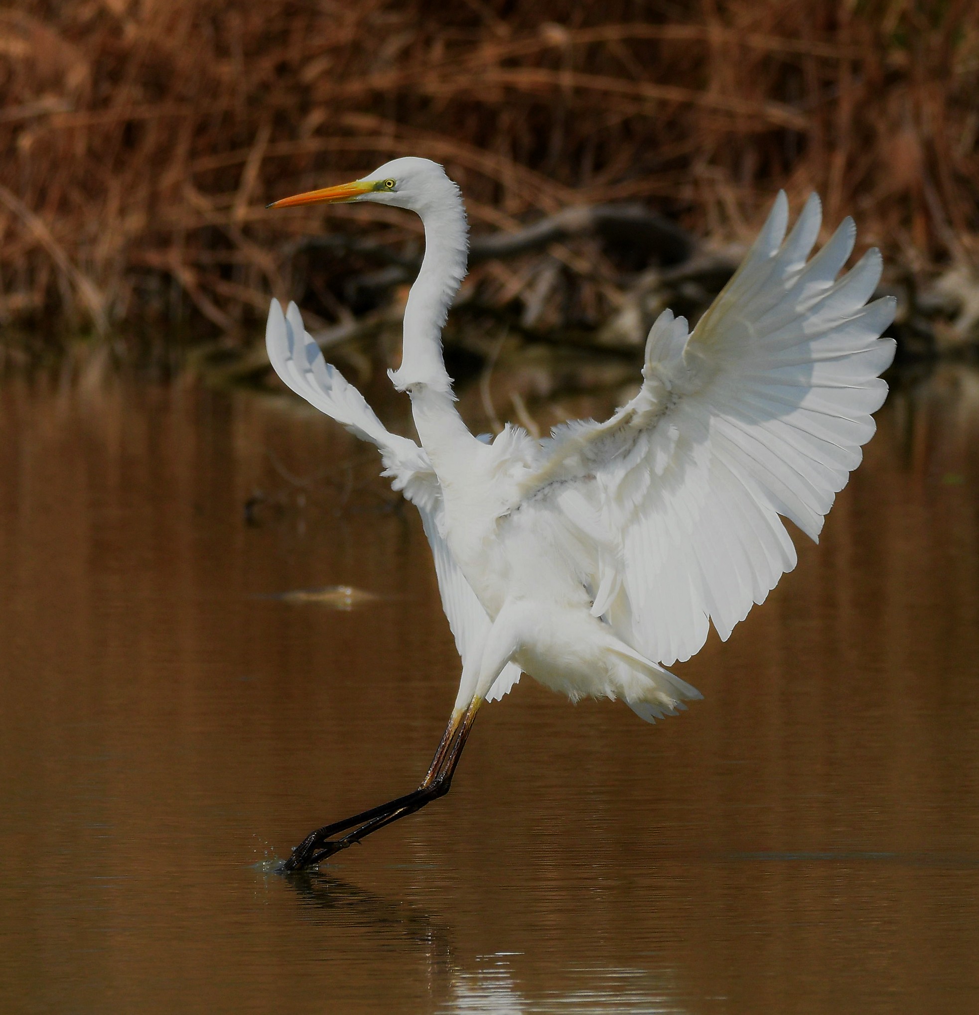 Great Egret