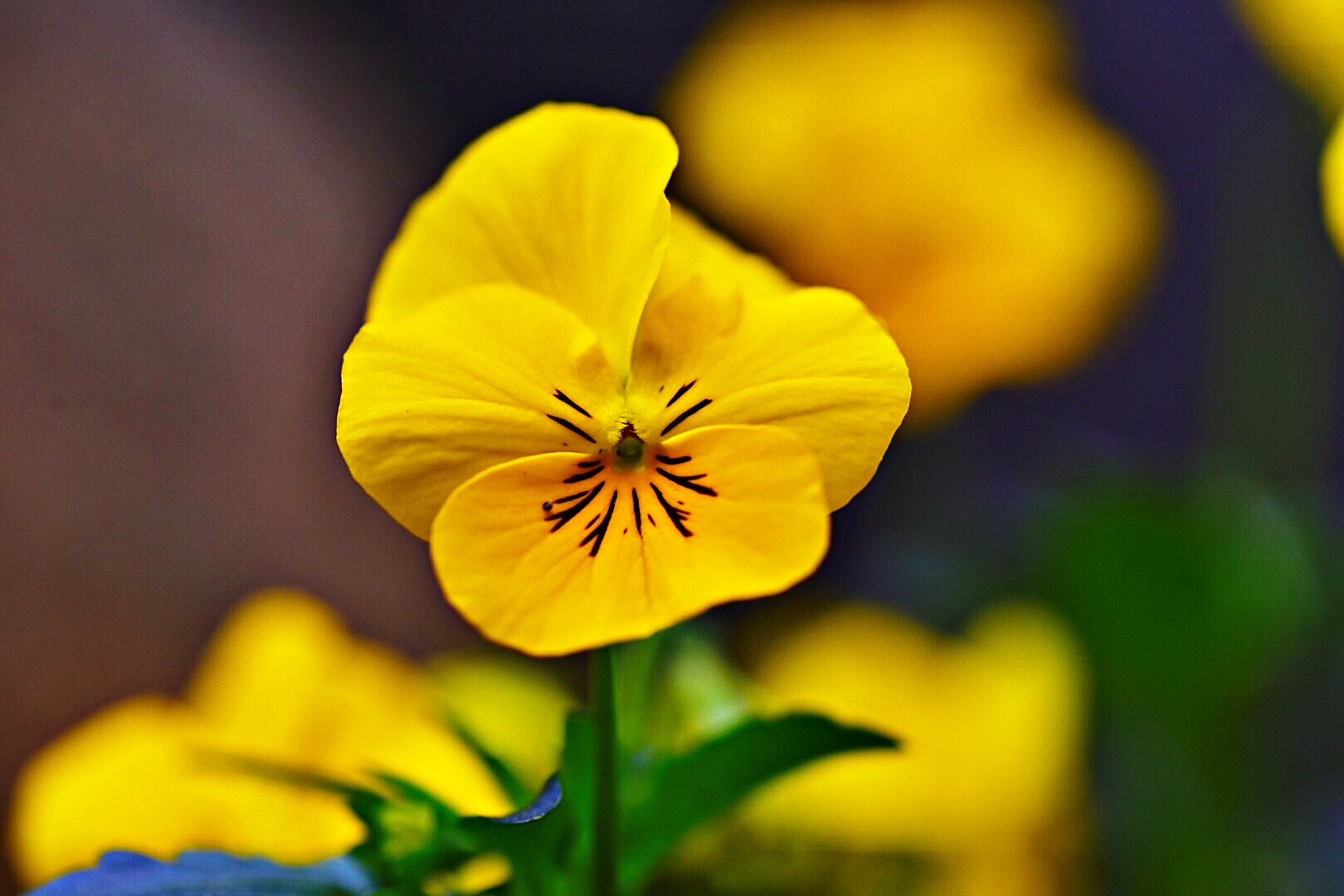 yellow violet