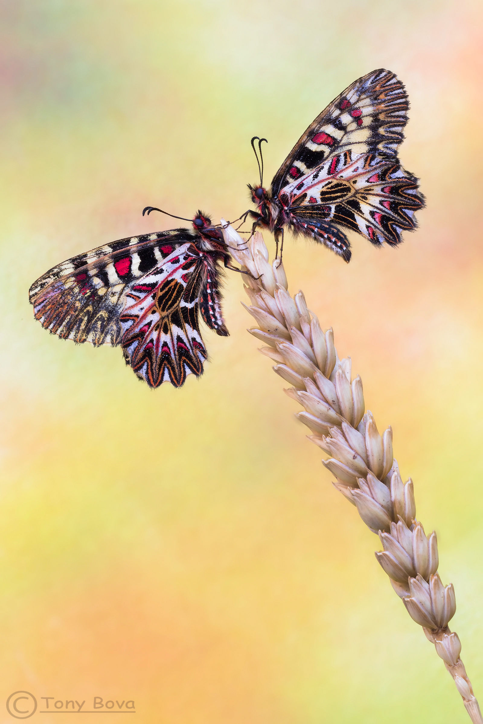 The meeting Zerynthia cassandra ...