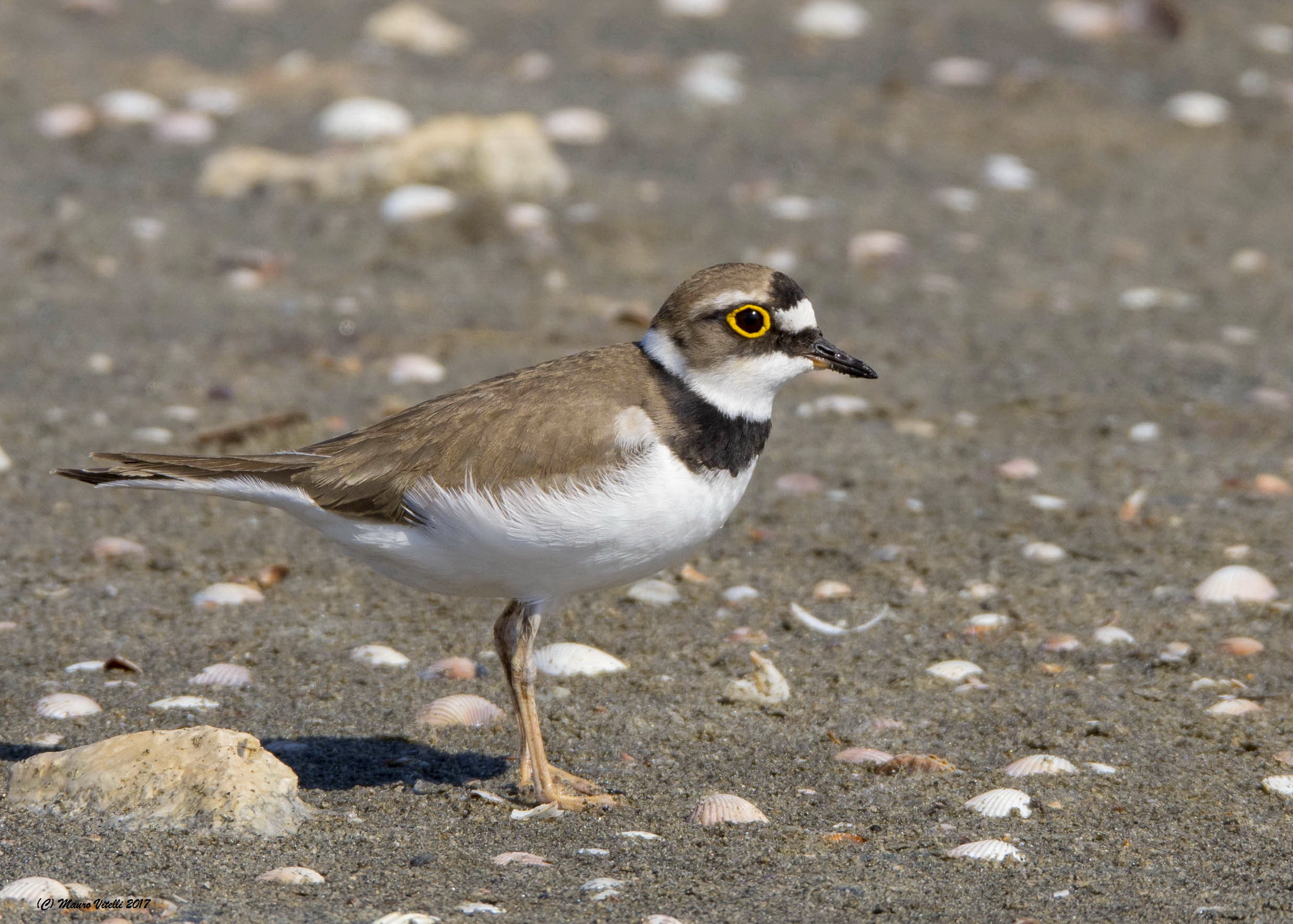 Courier Small (Charadrius dubius)