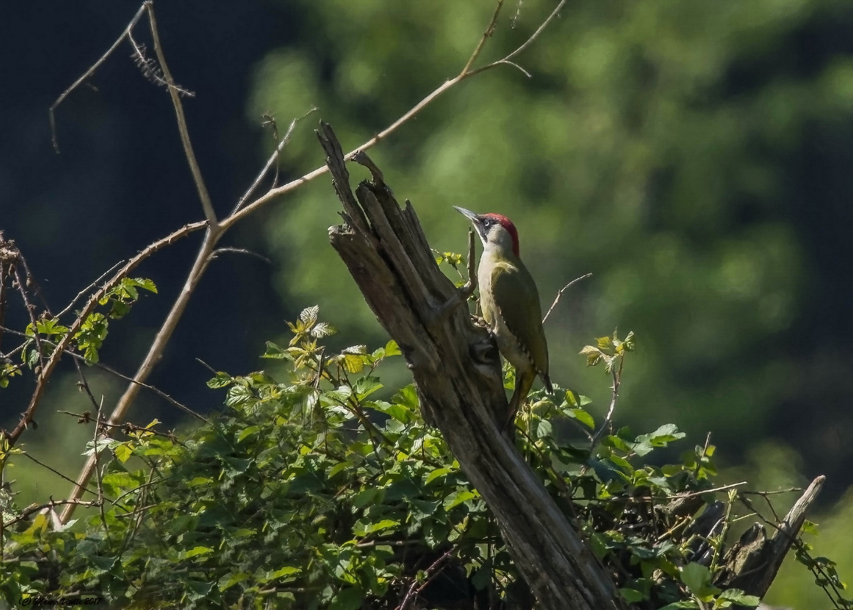 My first green woodpecker (over 60m)