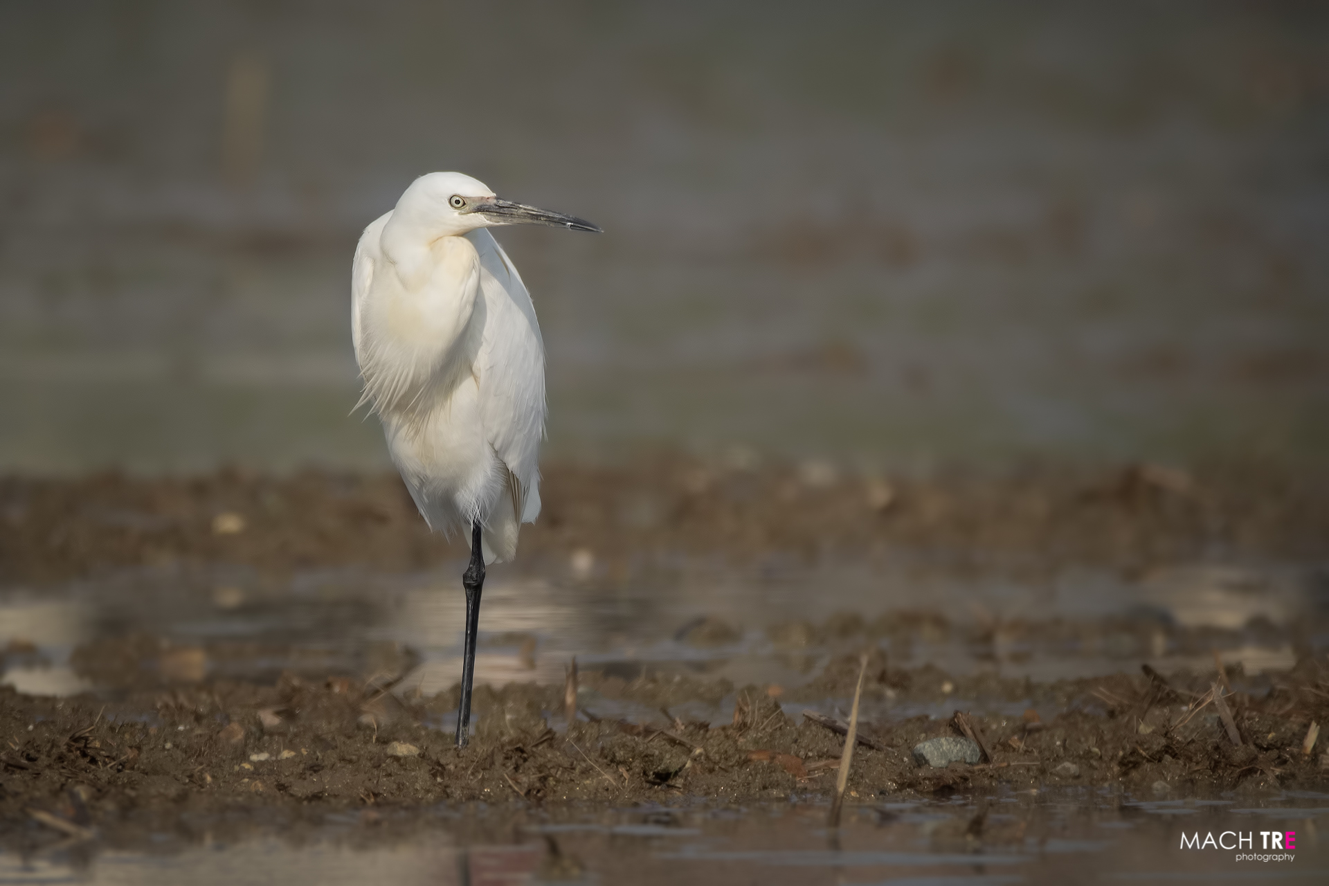 Garzetta (Egretta garzetta)