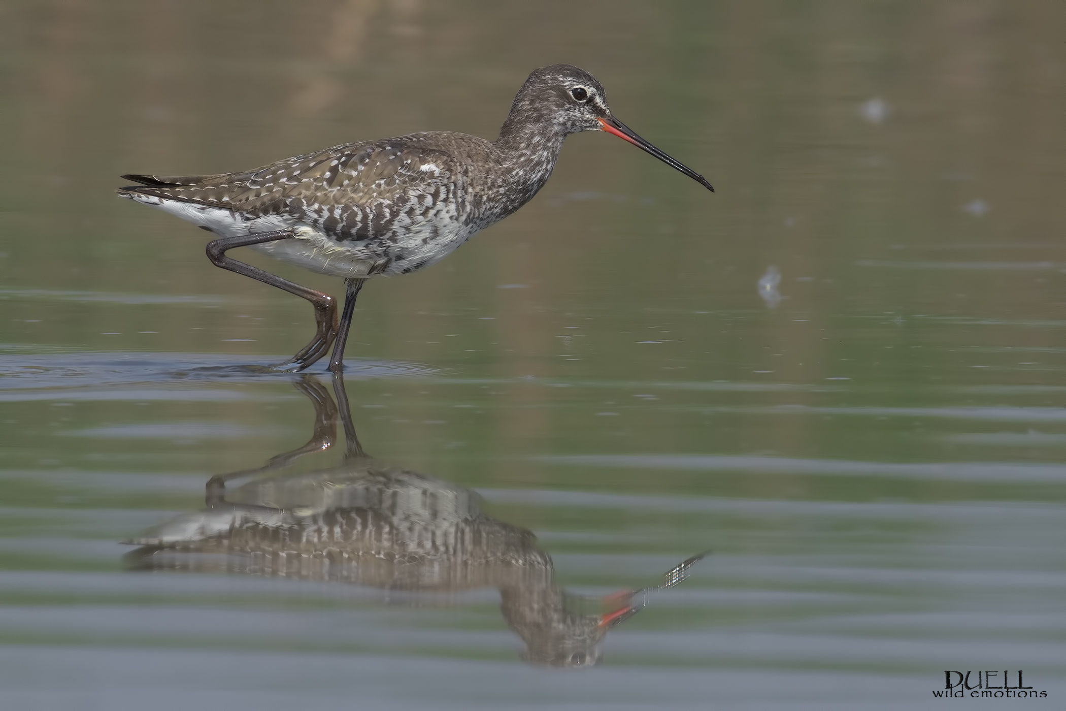 come NON piace a Bob...