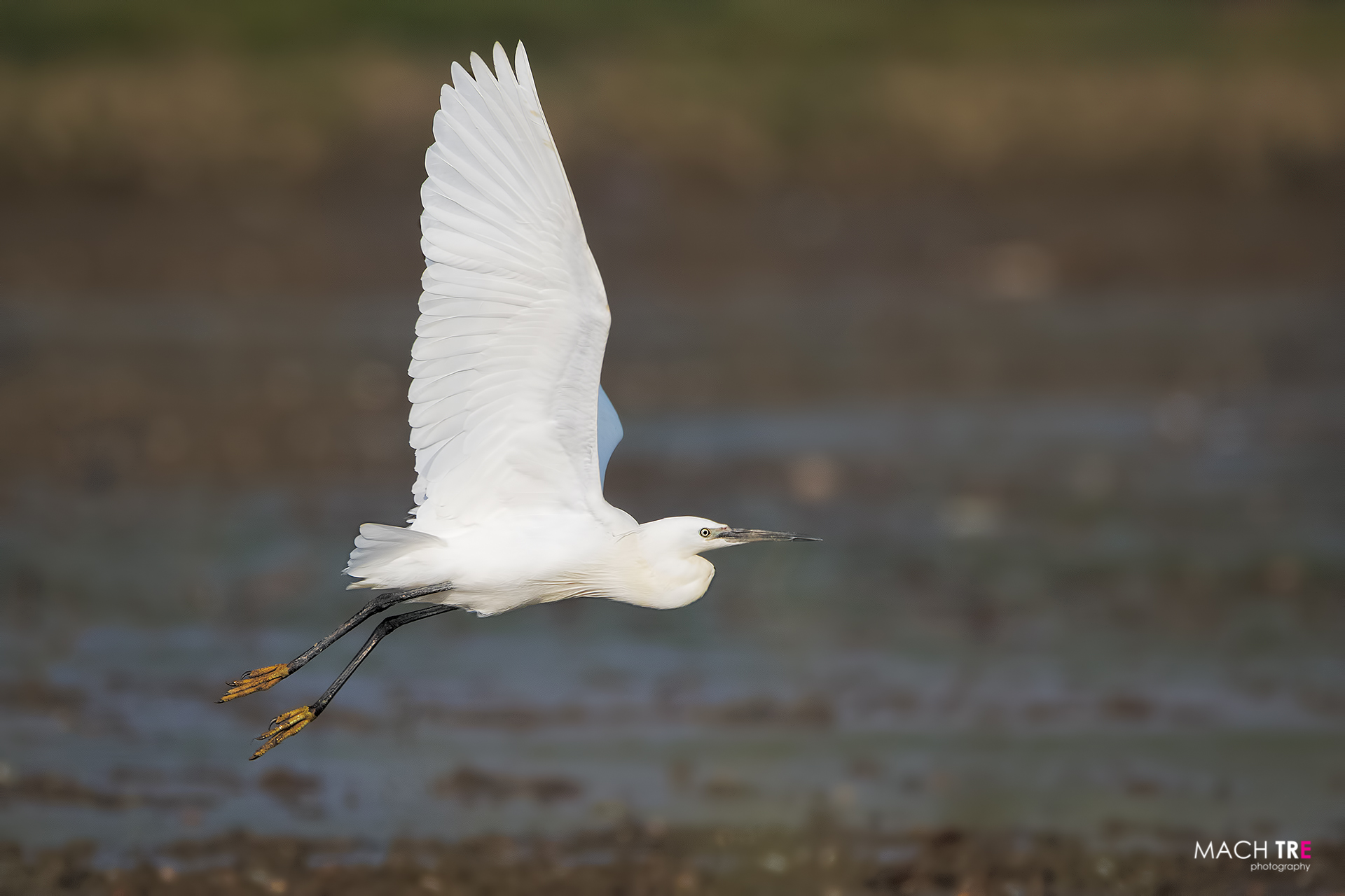 Garzetta (Egretta garzetta)