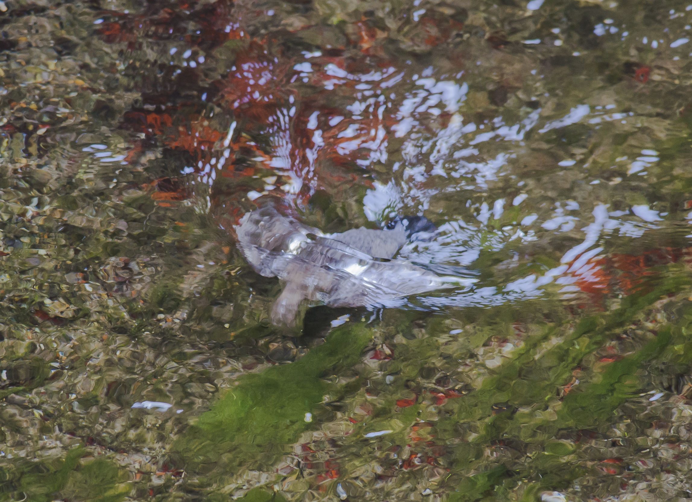 Dipper diver hunting for grubs