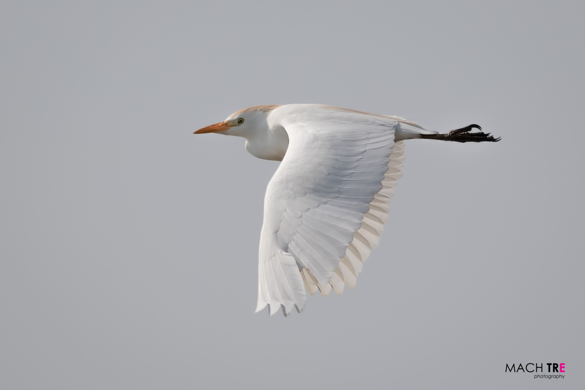 Airone guardabuoi (Bubulcus ibis)