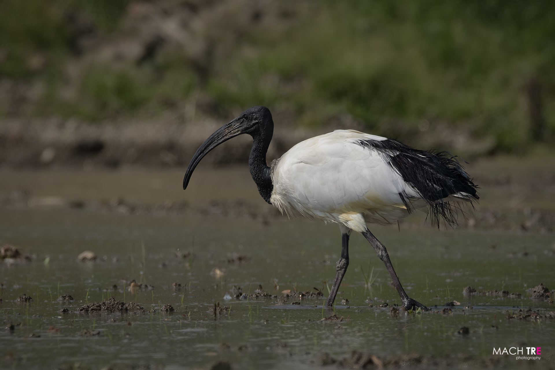 Ibis sacro (Threskiornis aethiopicus)