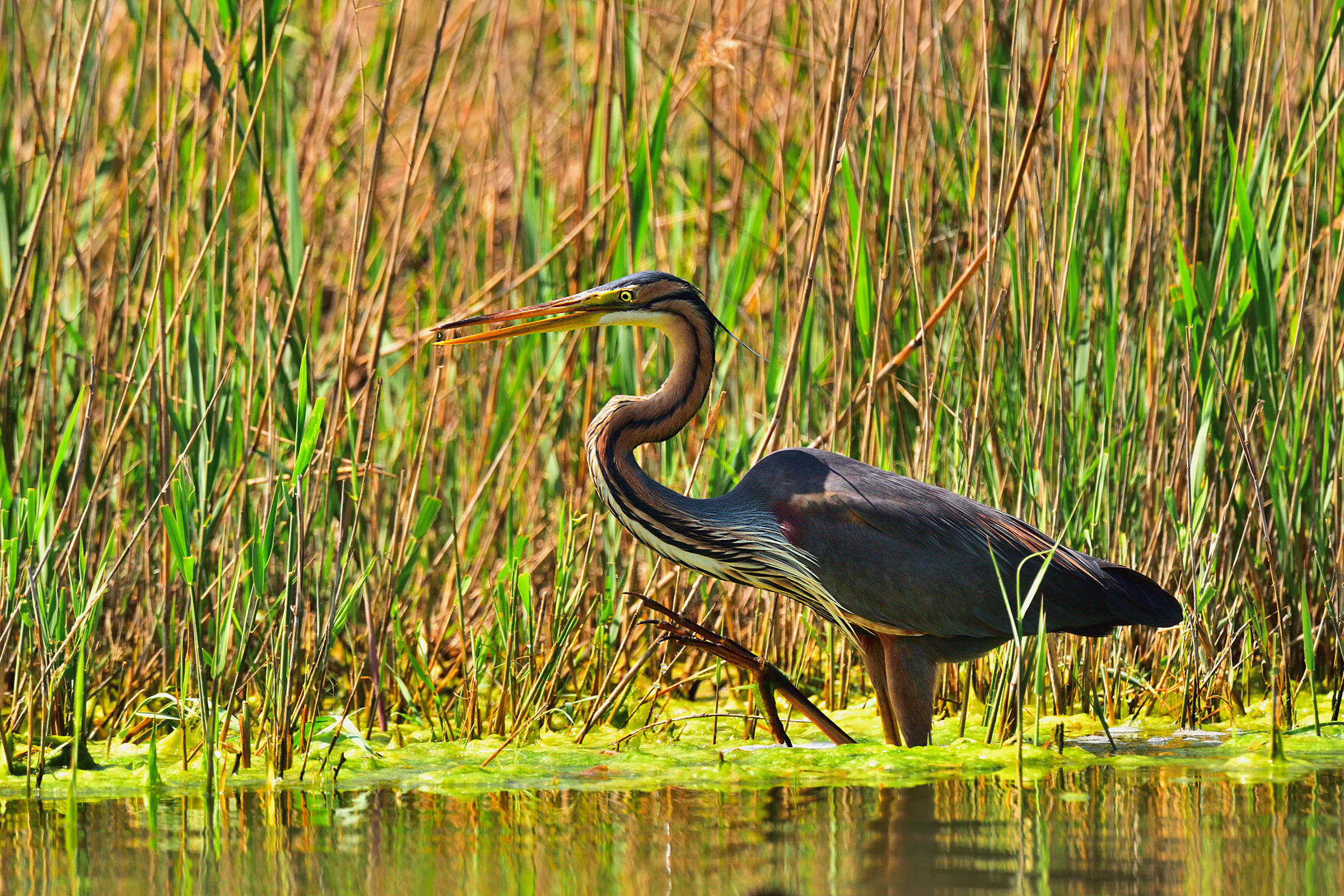 Purple Heron