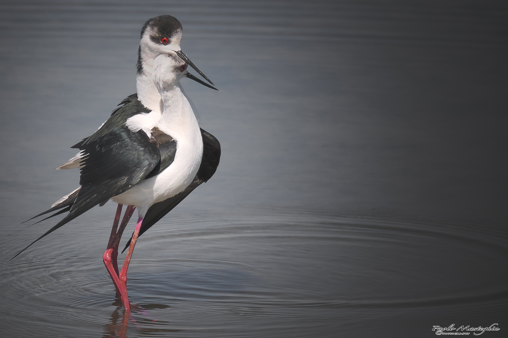 I will protect you...