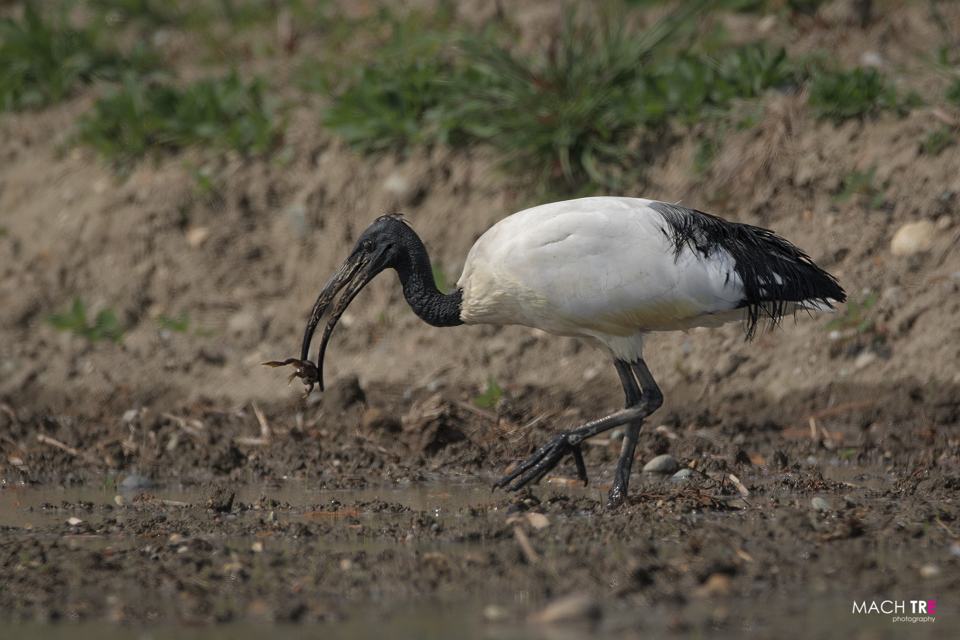 Ibis sacro (Threskiornis aethiopicus) con preda