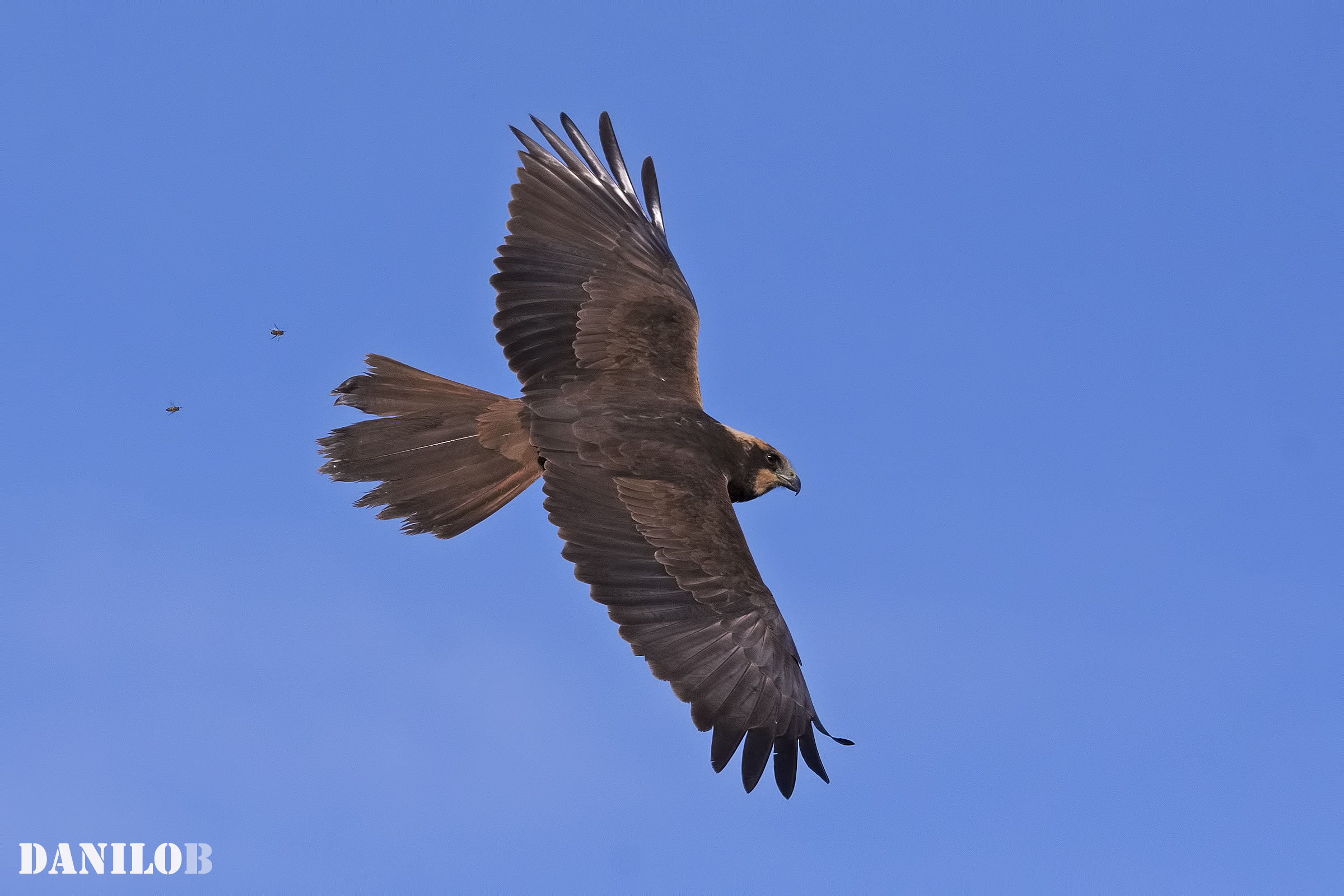 ... the pursuers bee ...