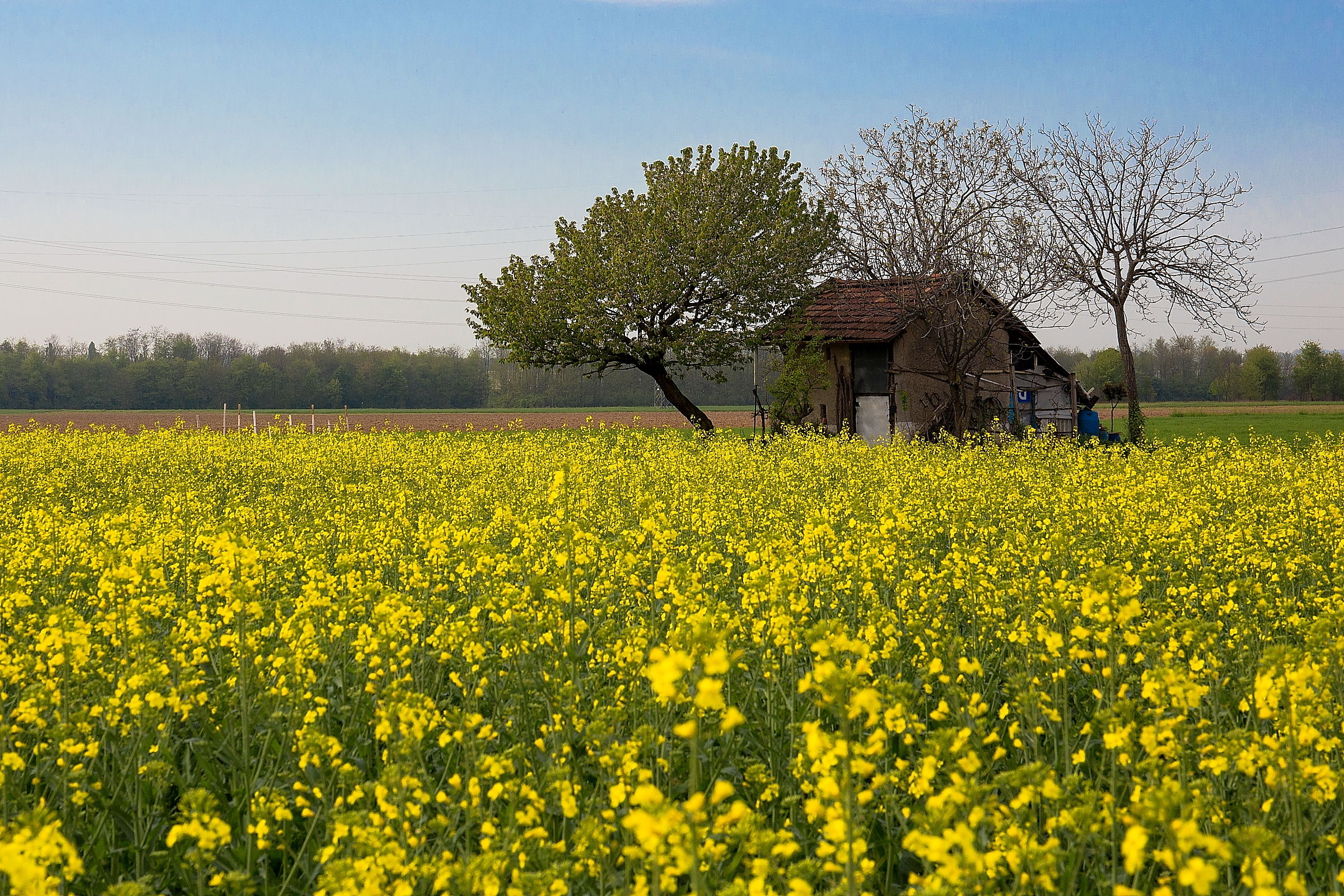il casolare nel giallo