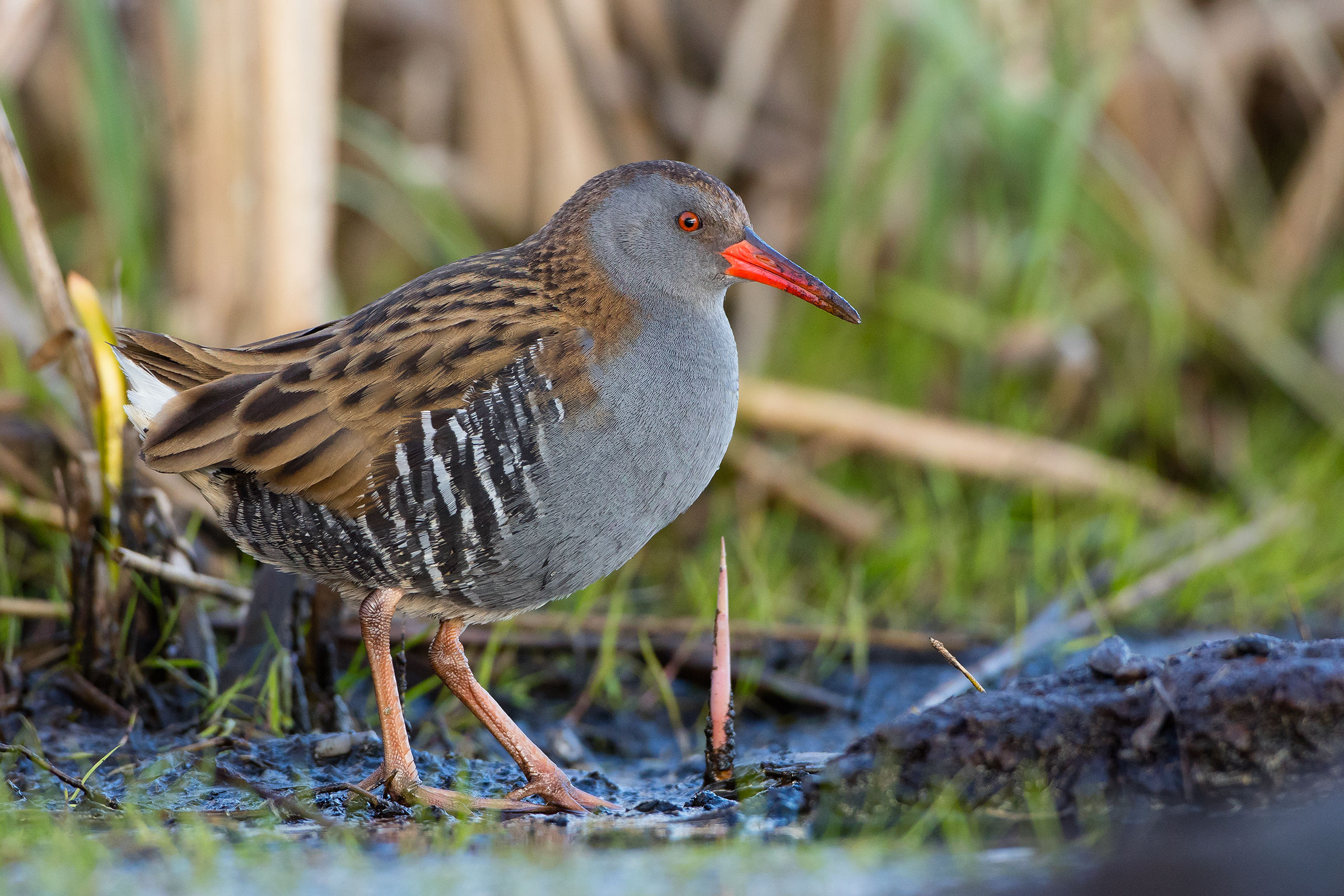 Water Rail
