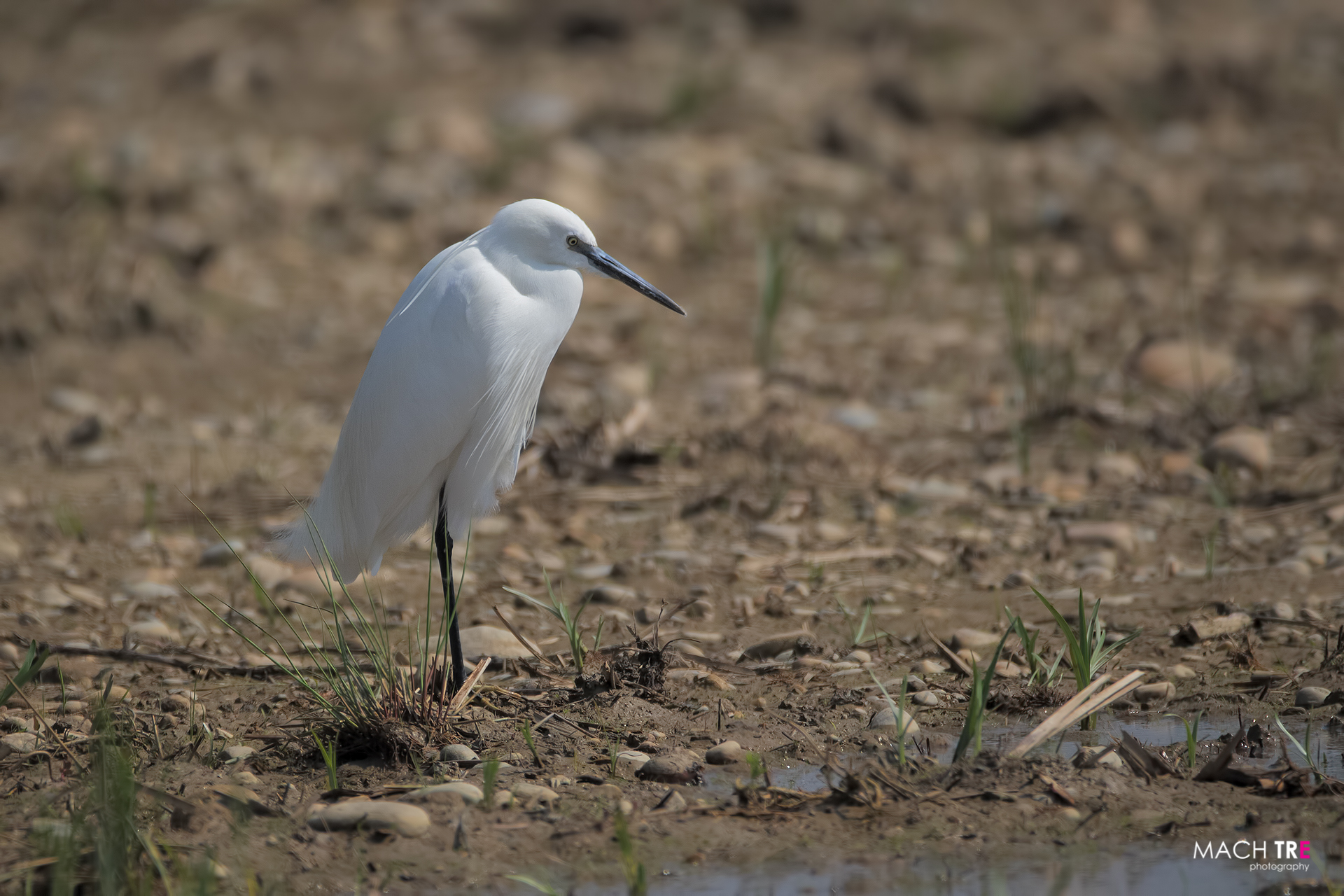 Garzetta (Egretta garzetta)