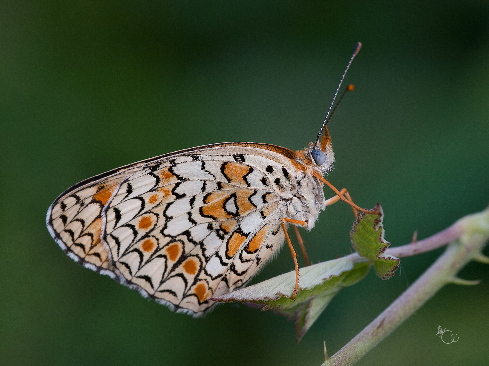 melitaea didyma