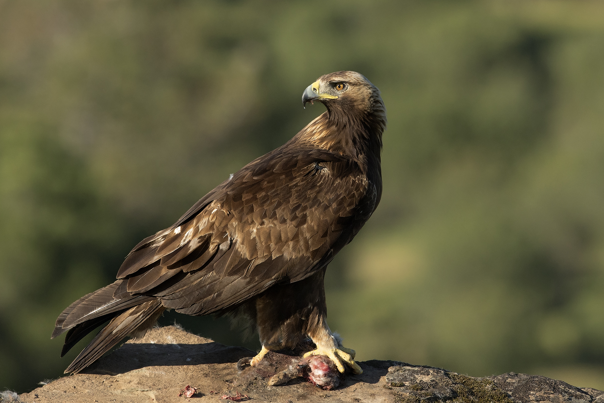 Golden Eagle