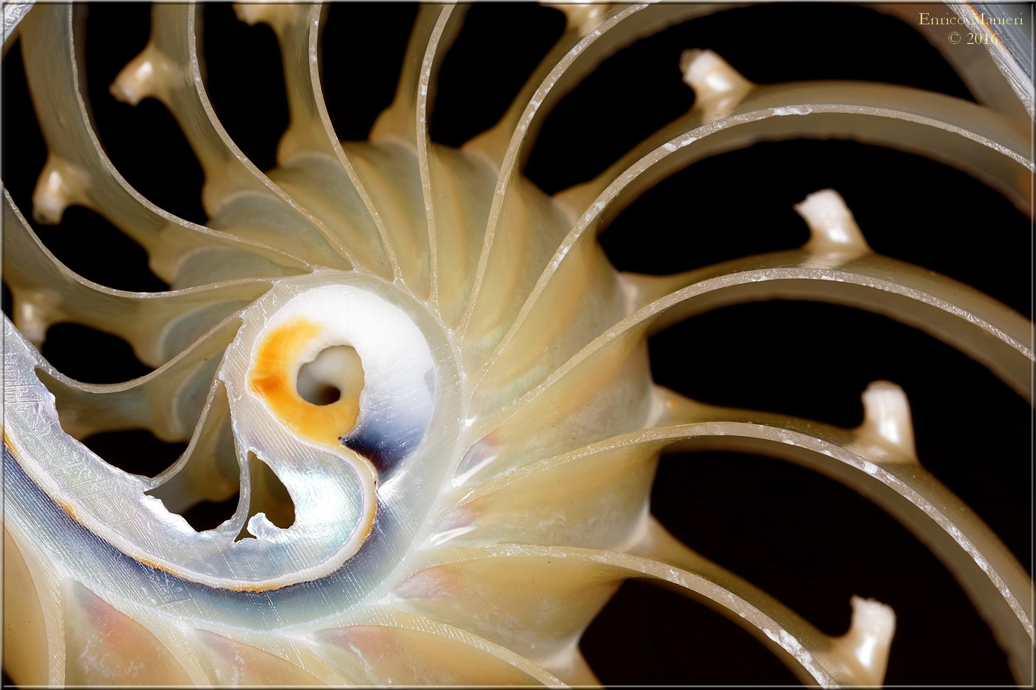 Nautilus