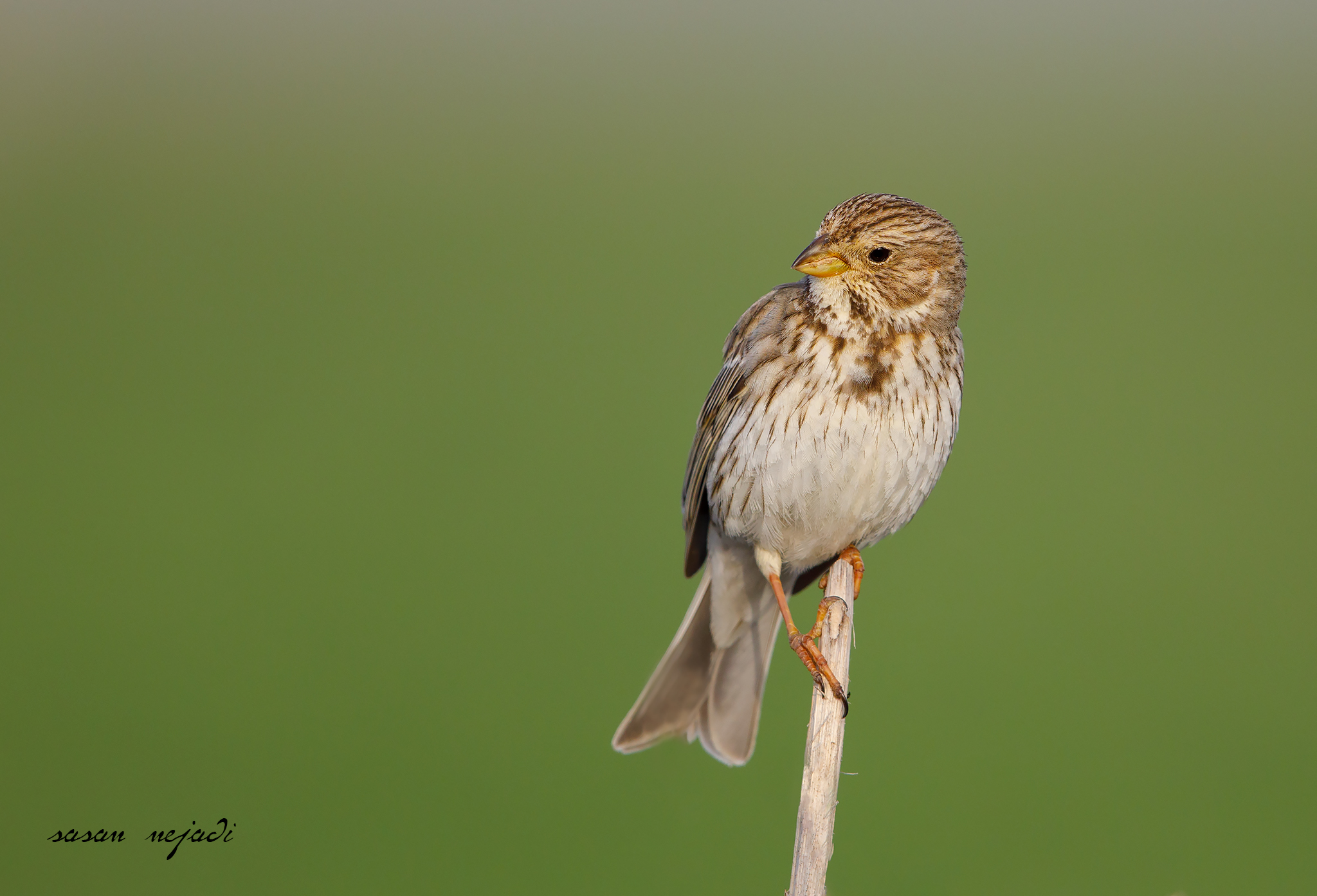 Corn bunting