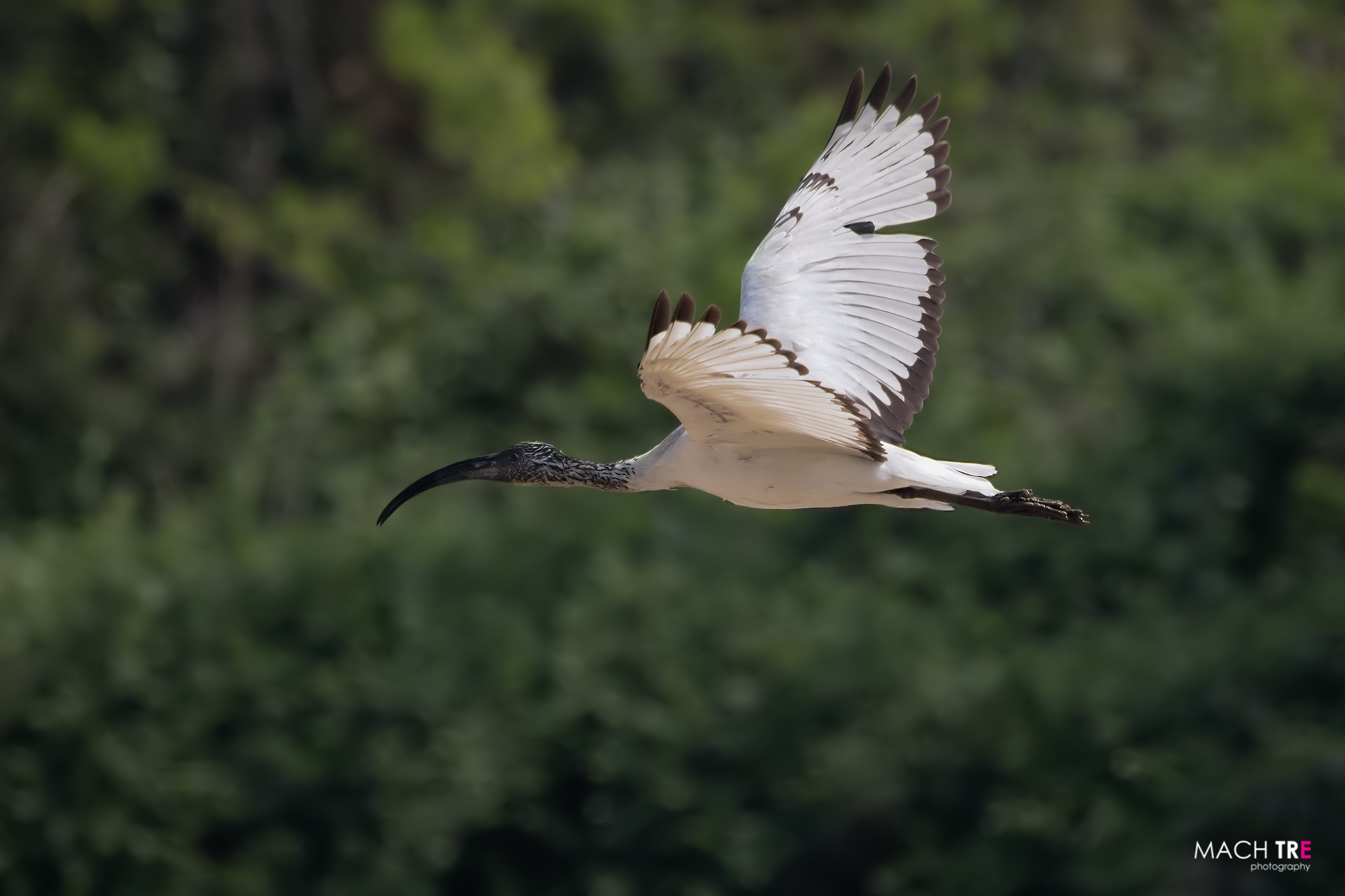 Ibis sacro (Threskiornis aethiopicus)