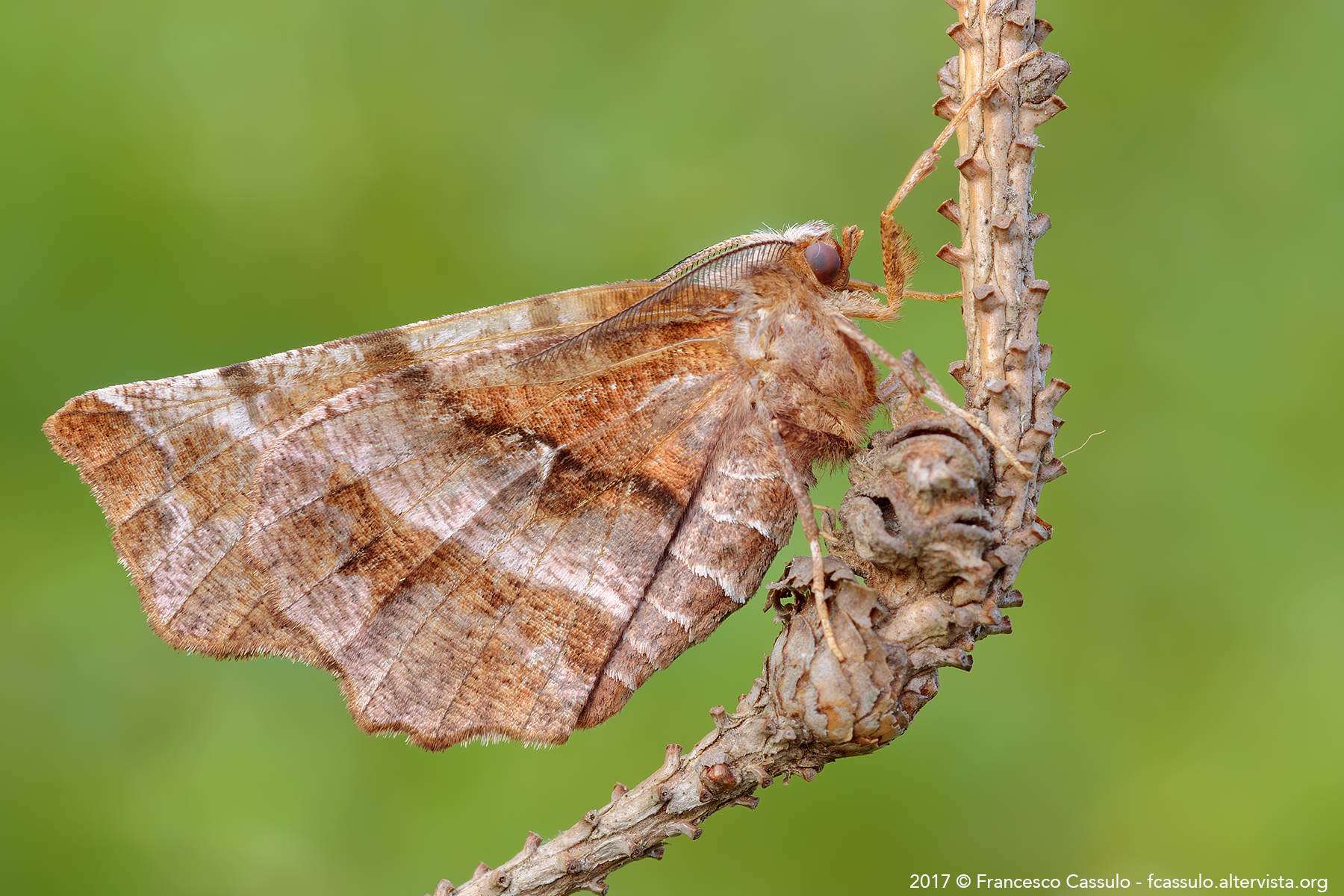 Selenia dentaria (Fabricius, 1775)