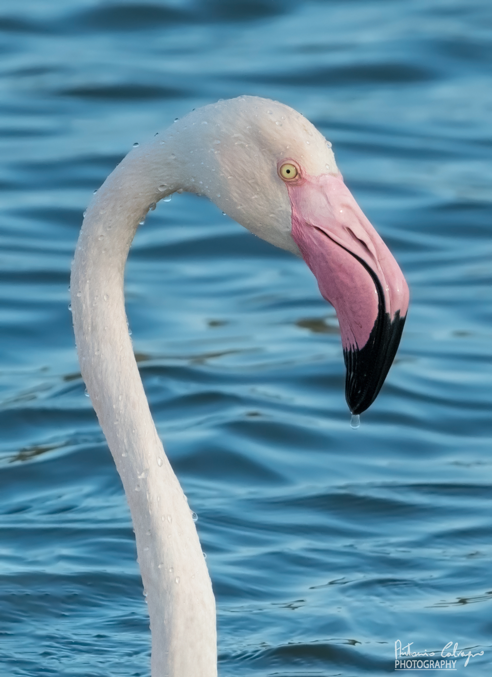 Ritratto di fenicottero rosa...