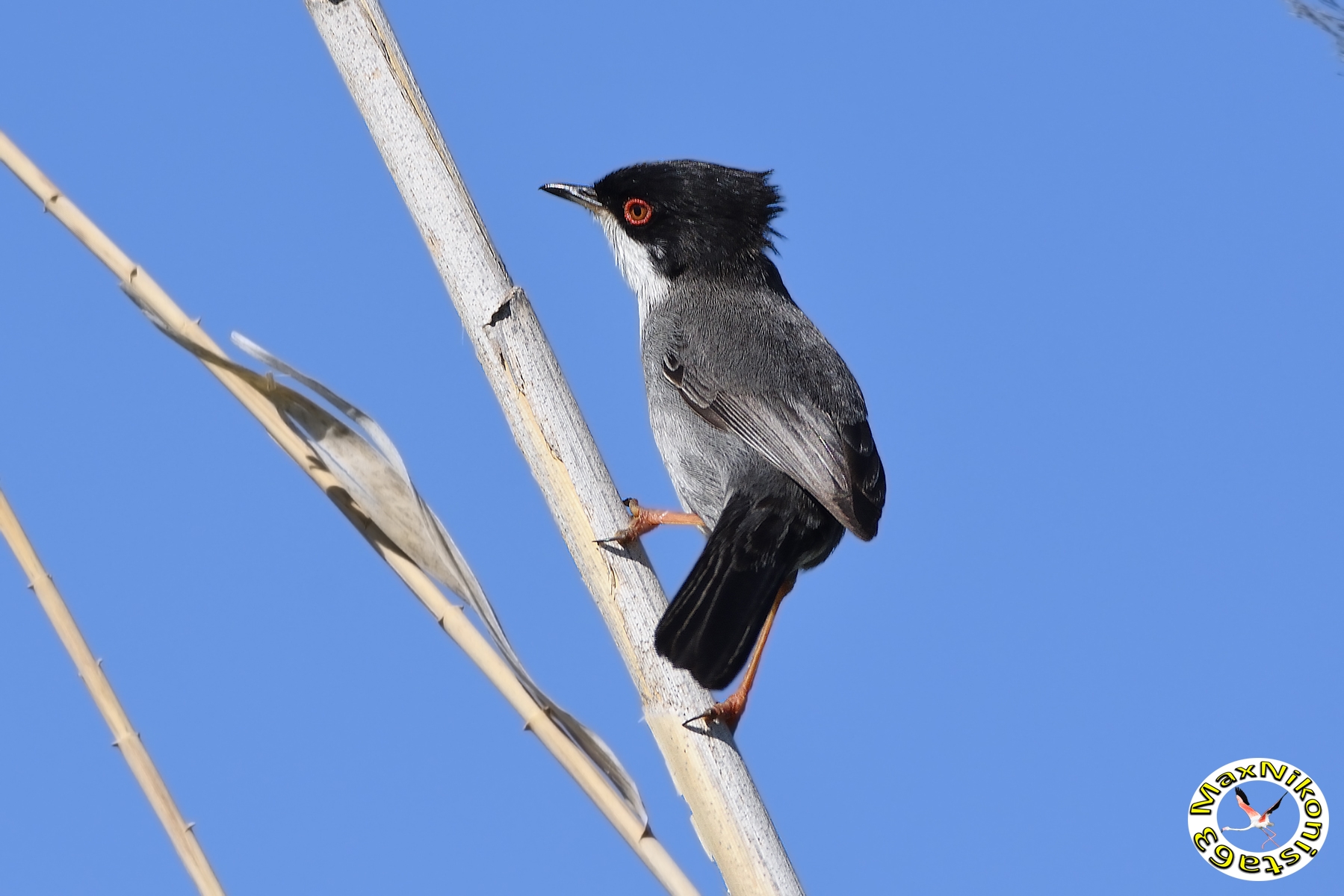 Occhiocotto "spettinato"