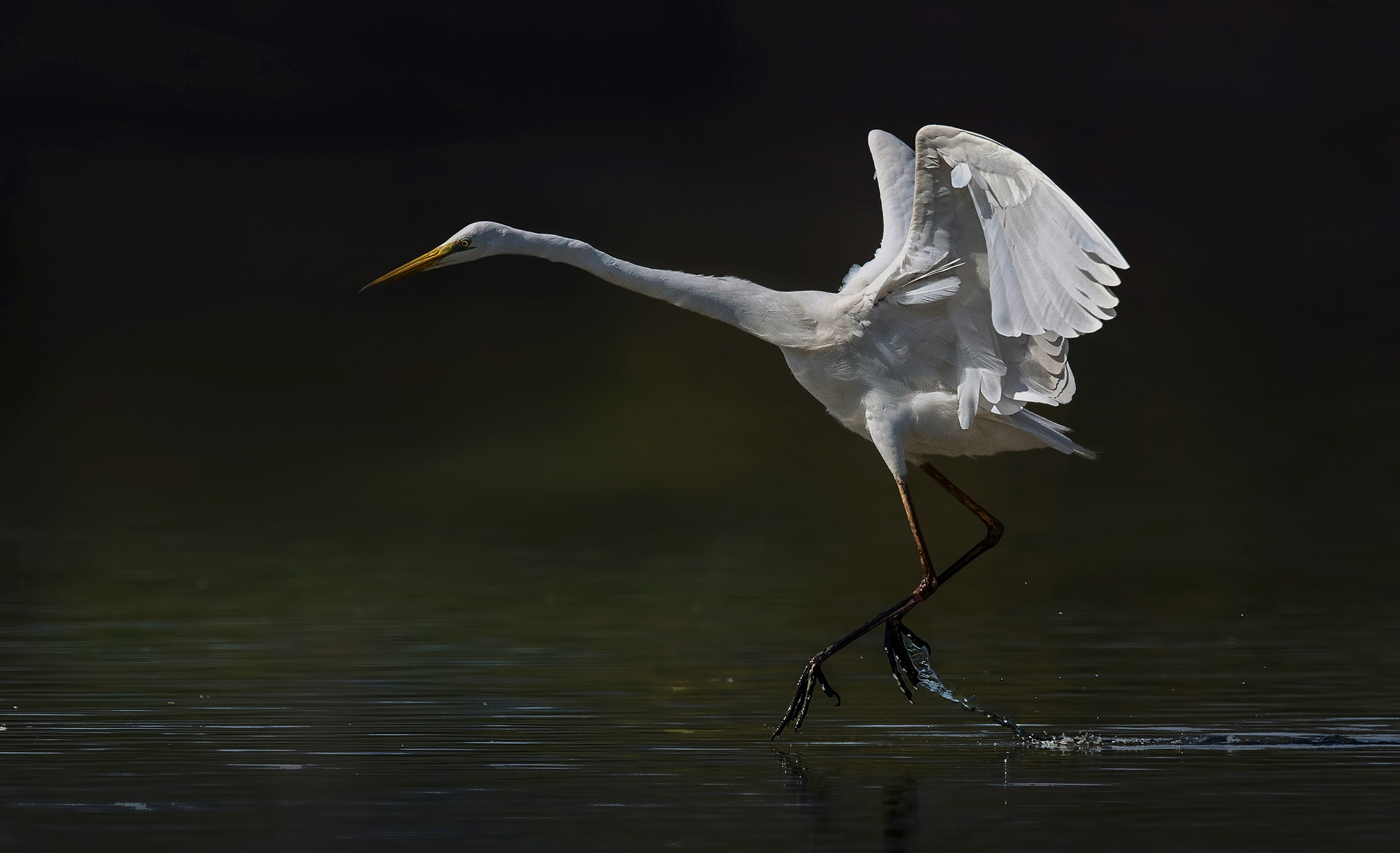 danzando sulle punte