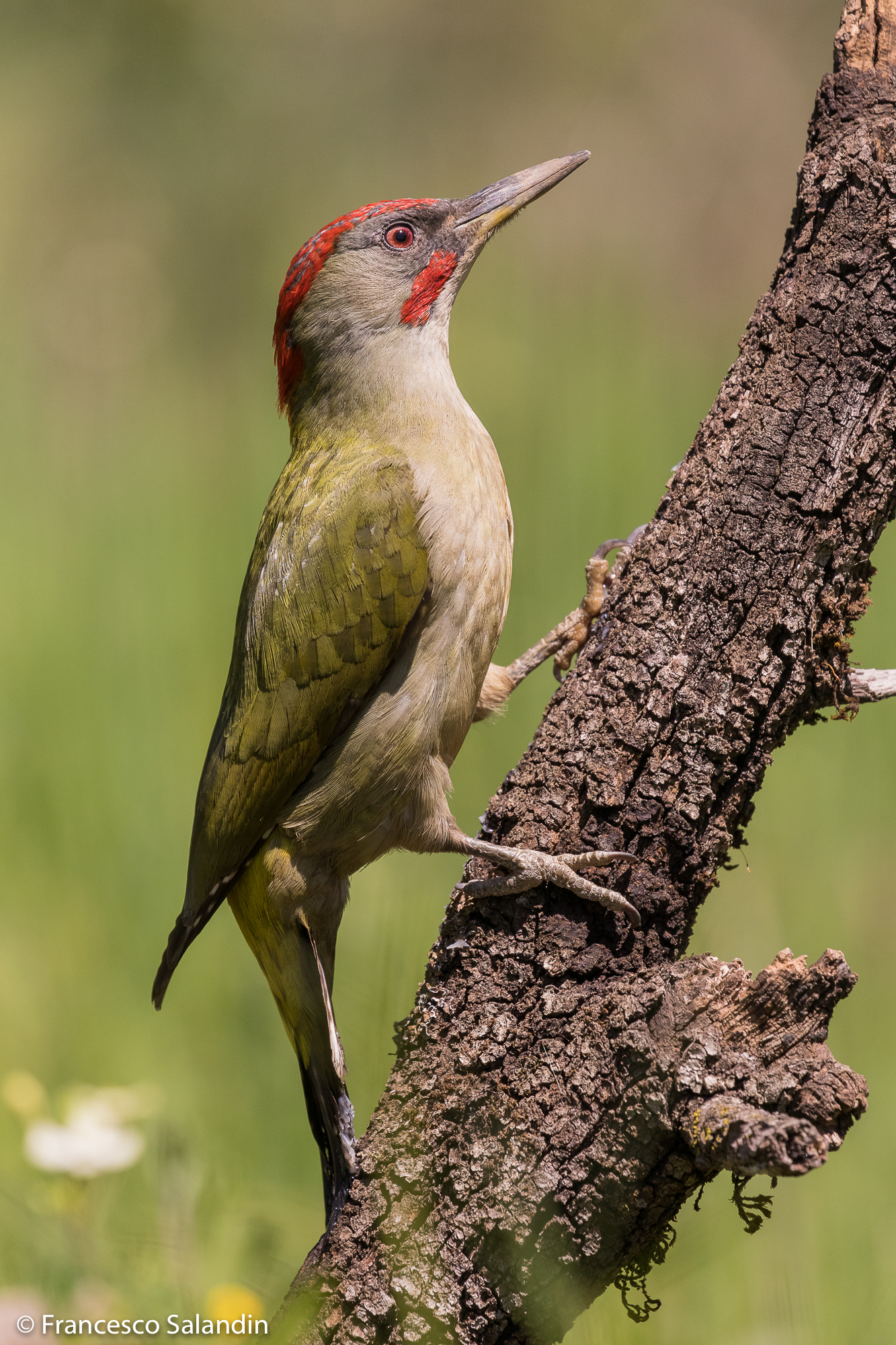 Picchio verde maschio