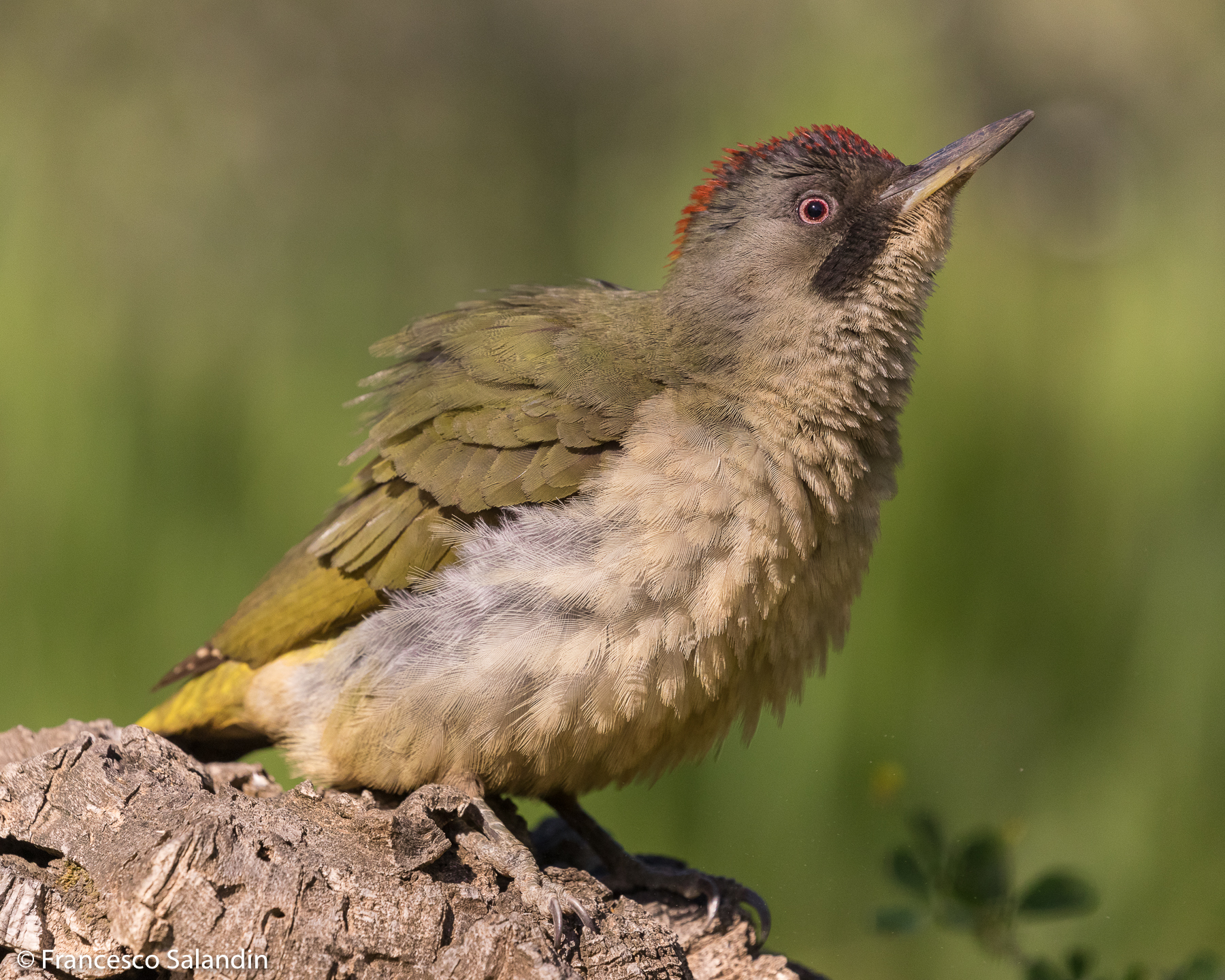 Picchio verde femmina