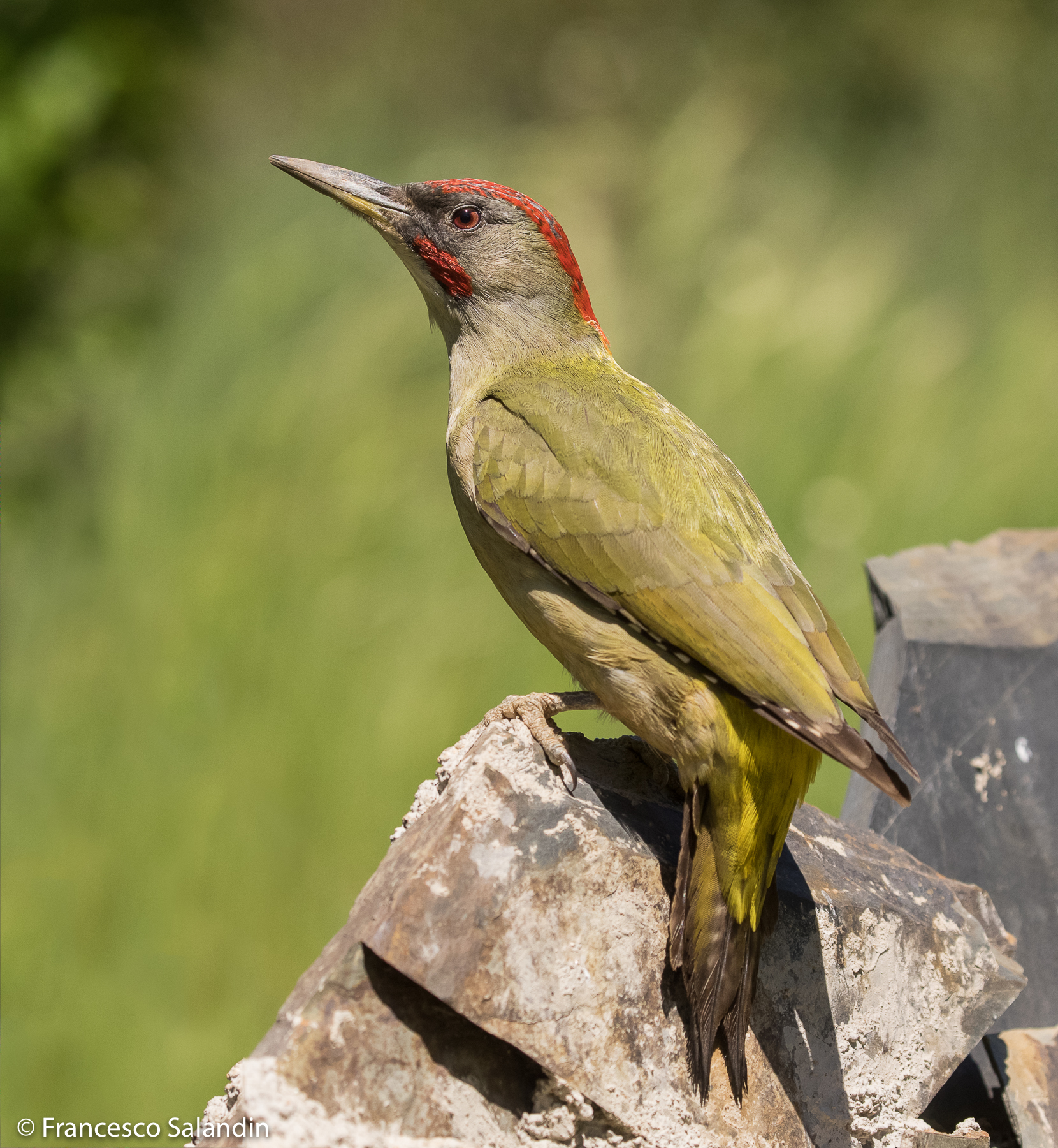 Male green woodpecker