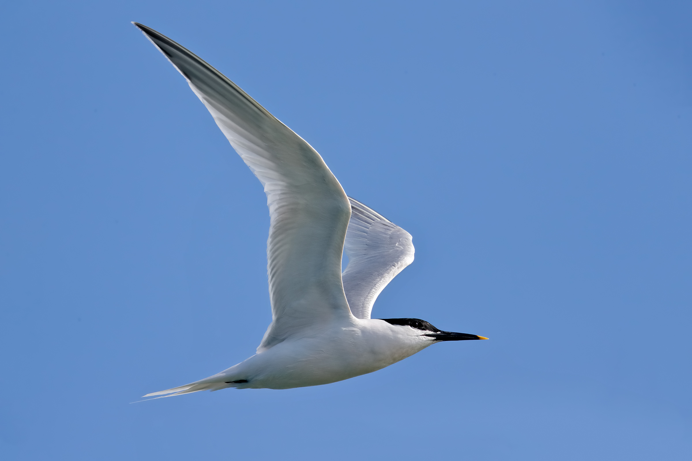 Beccapesci - controluce