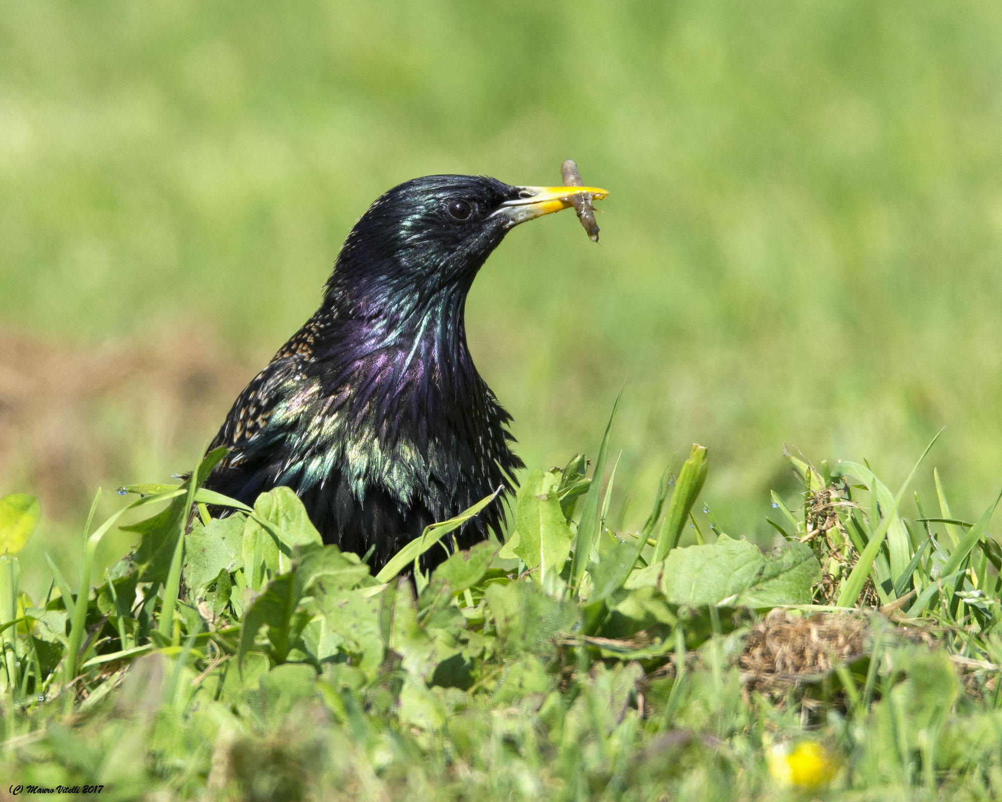 Starling with worm
