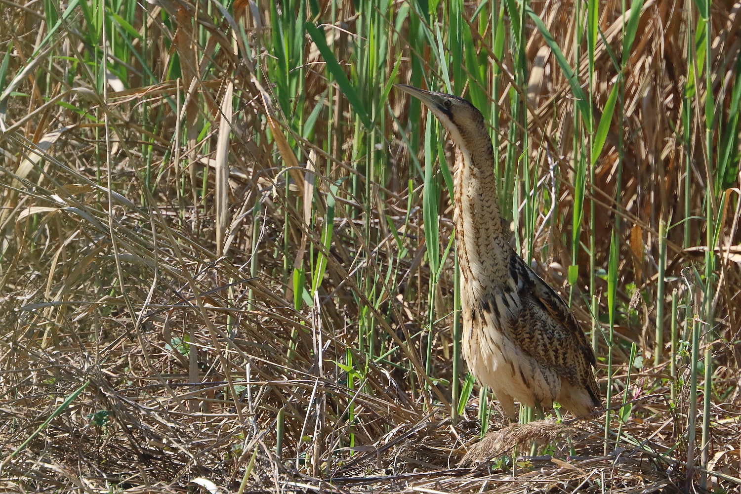 Bittern