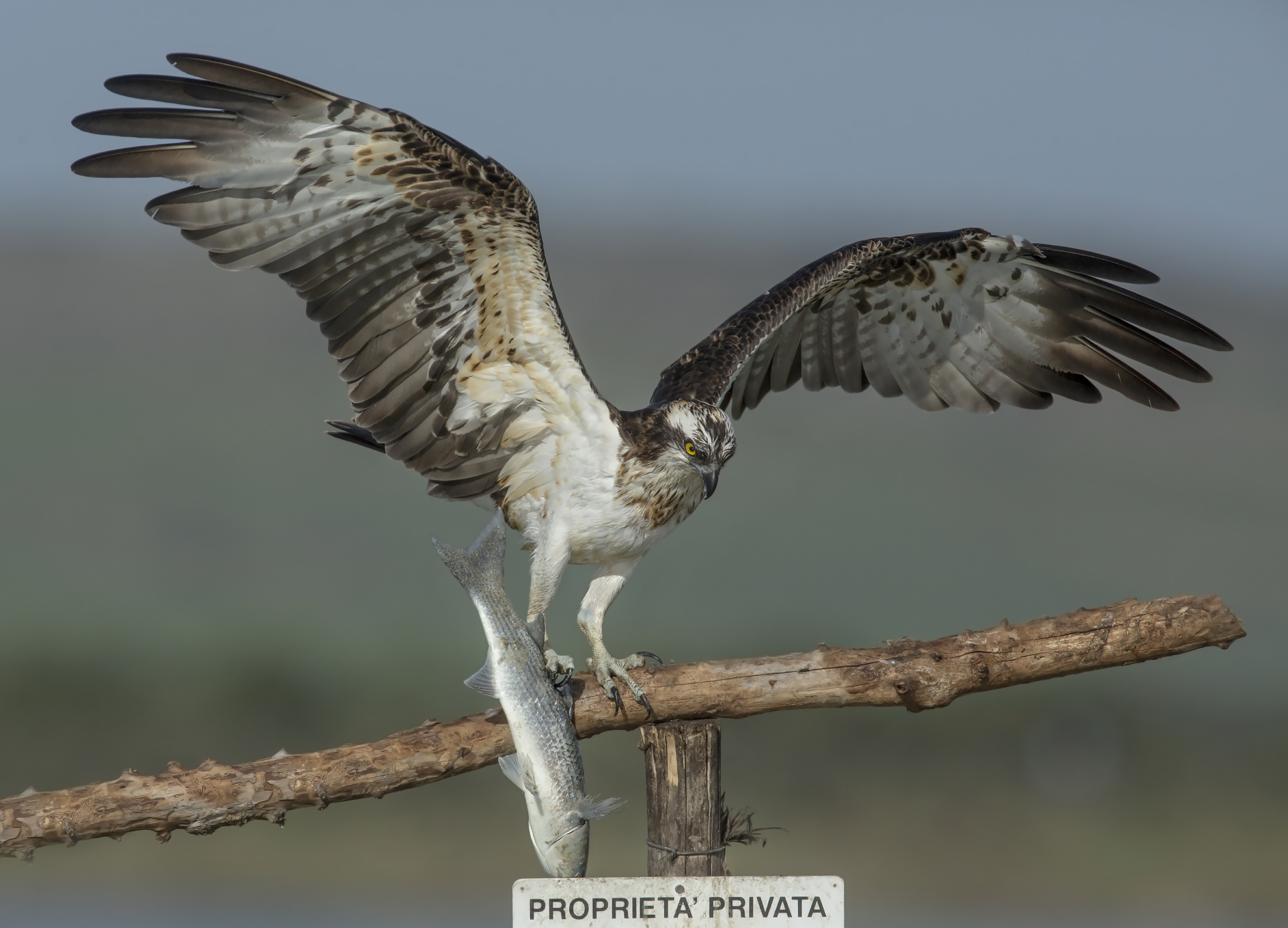 le ultime con la 5dIII