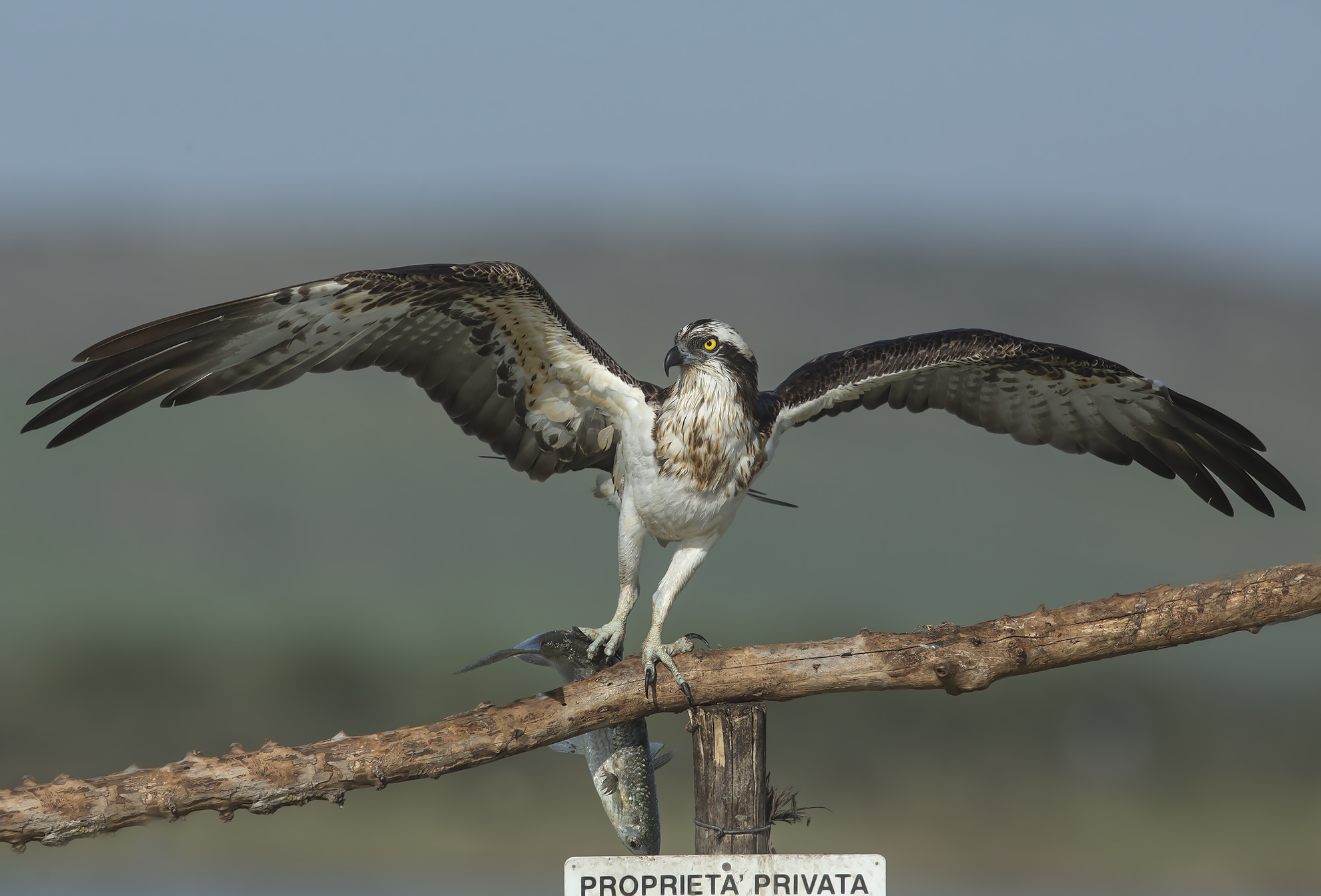 le ultime con la 5dIII