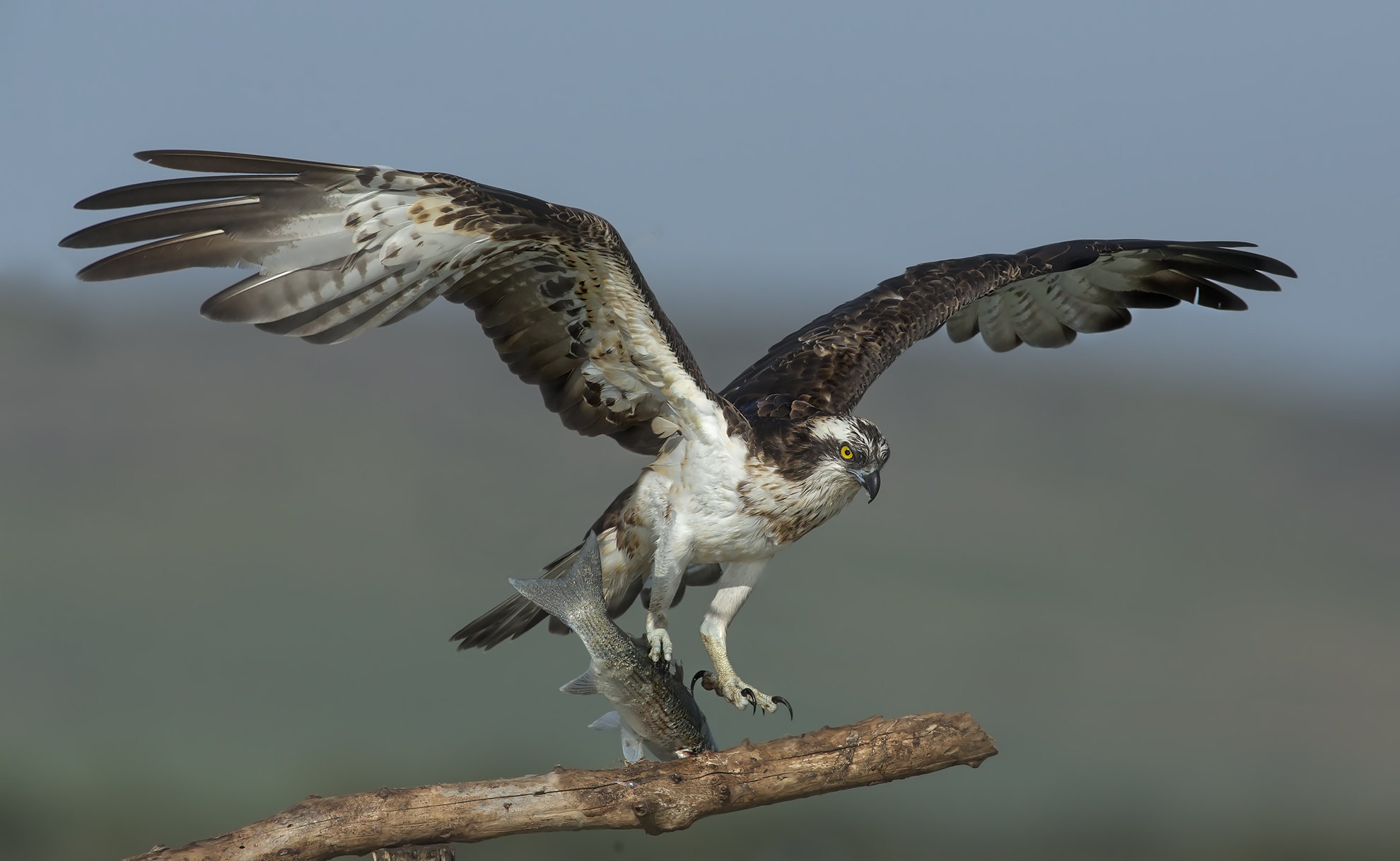 le ultime con la 5dIII