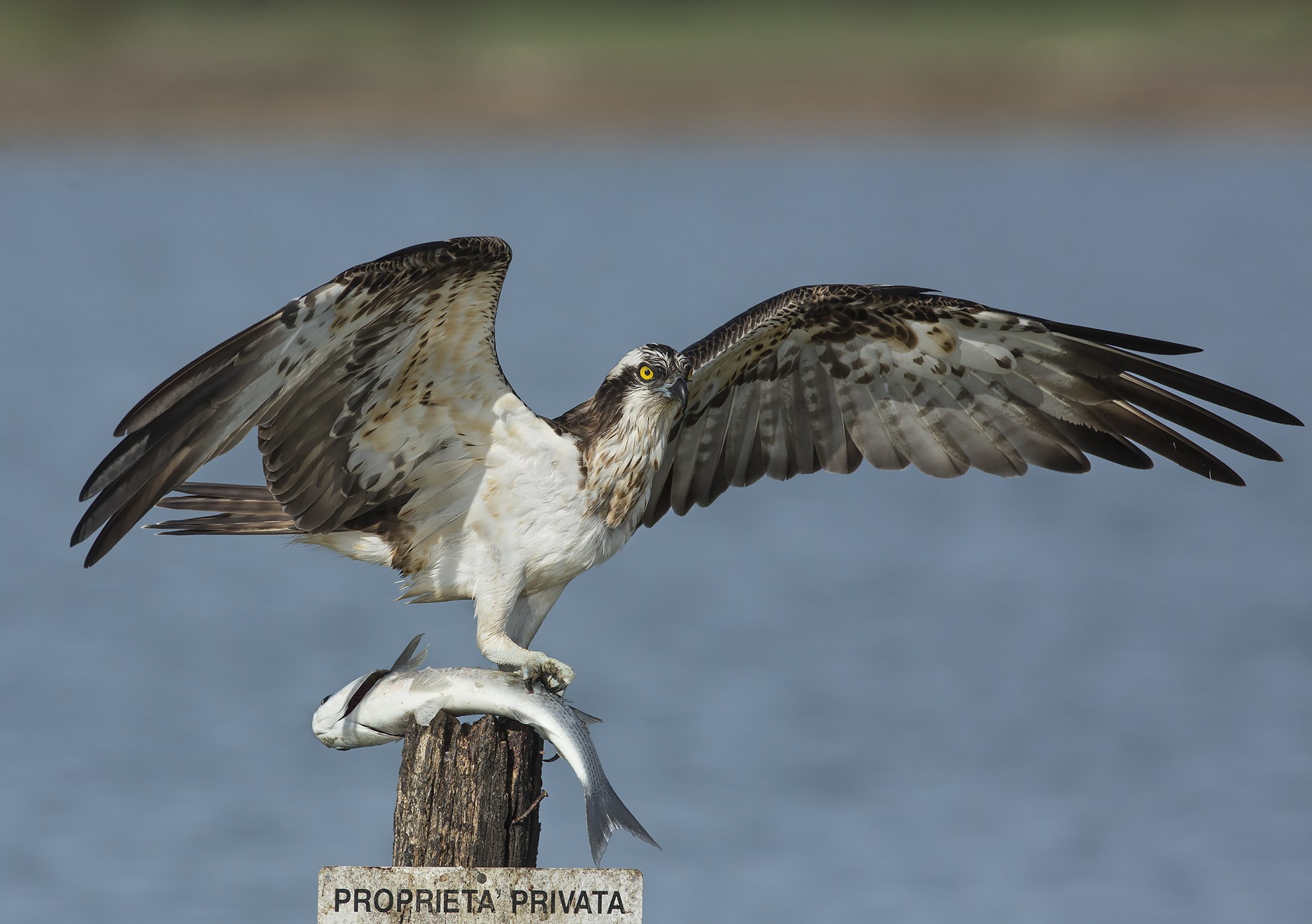 le ultime con la 5dIII