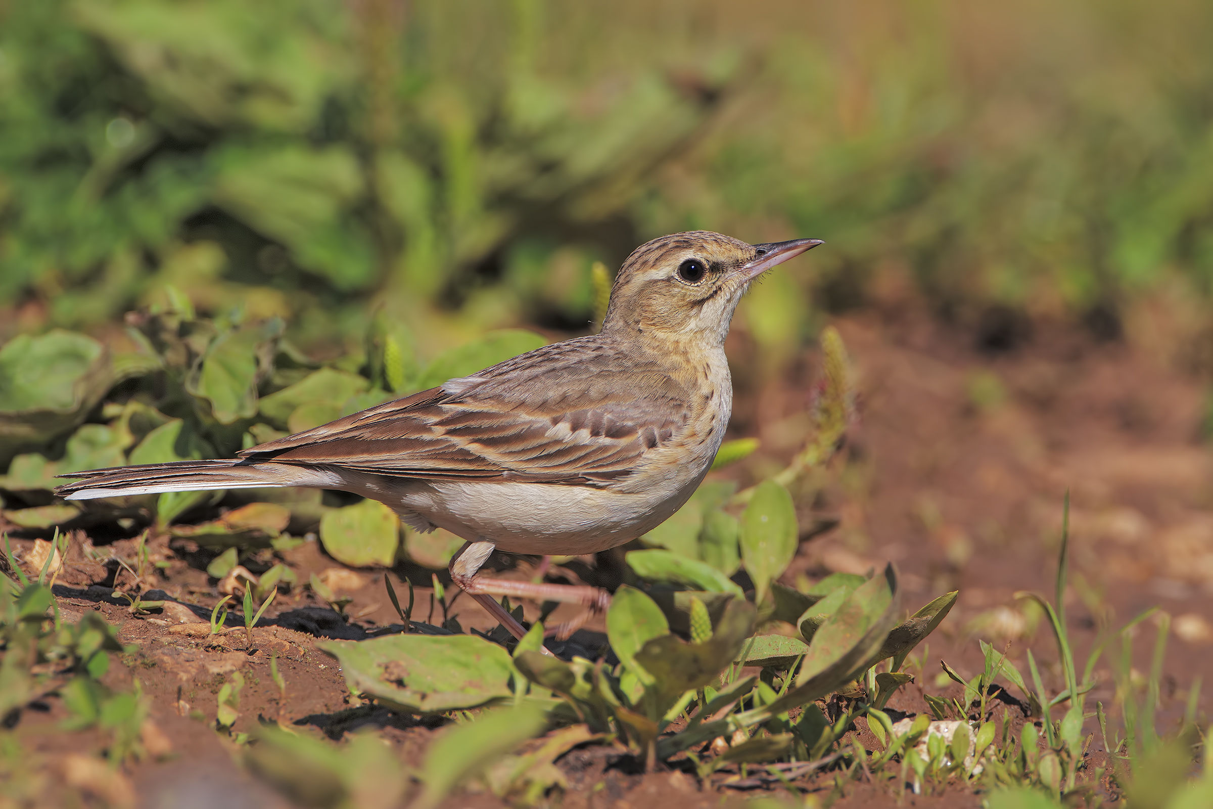 Calandro in ambiente