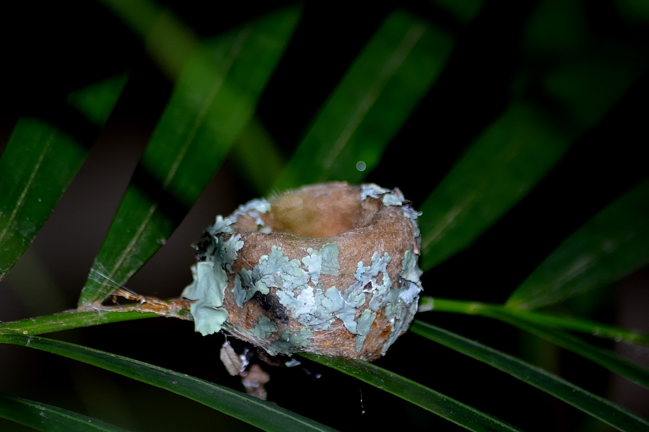 Hummingbird nest