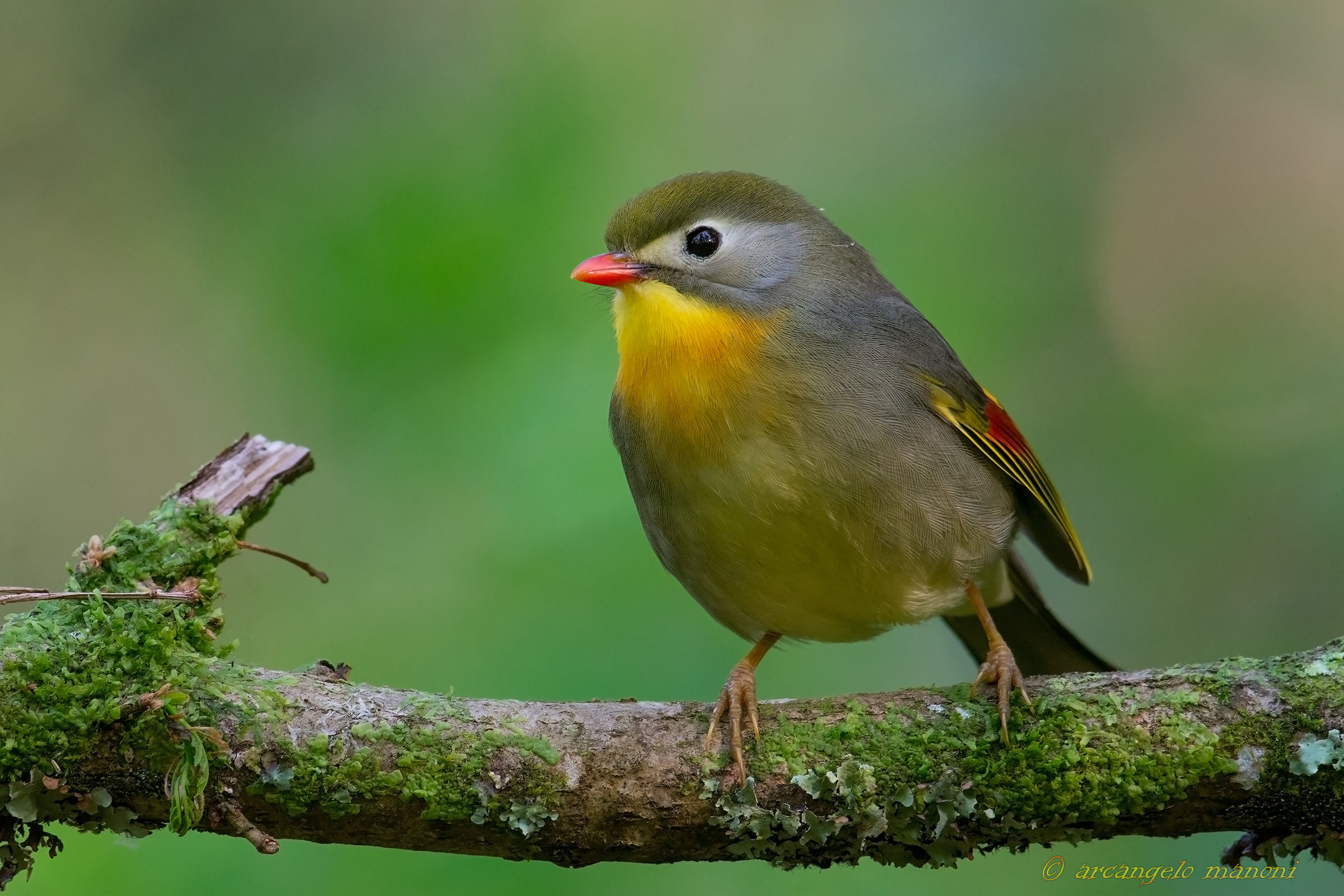 Il sorriso della libertà
