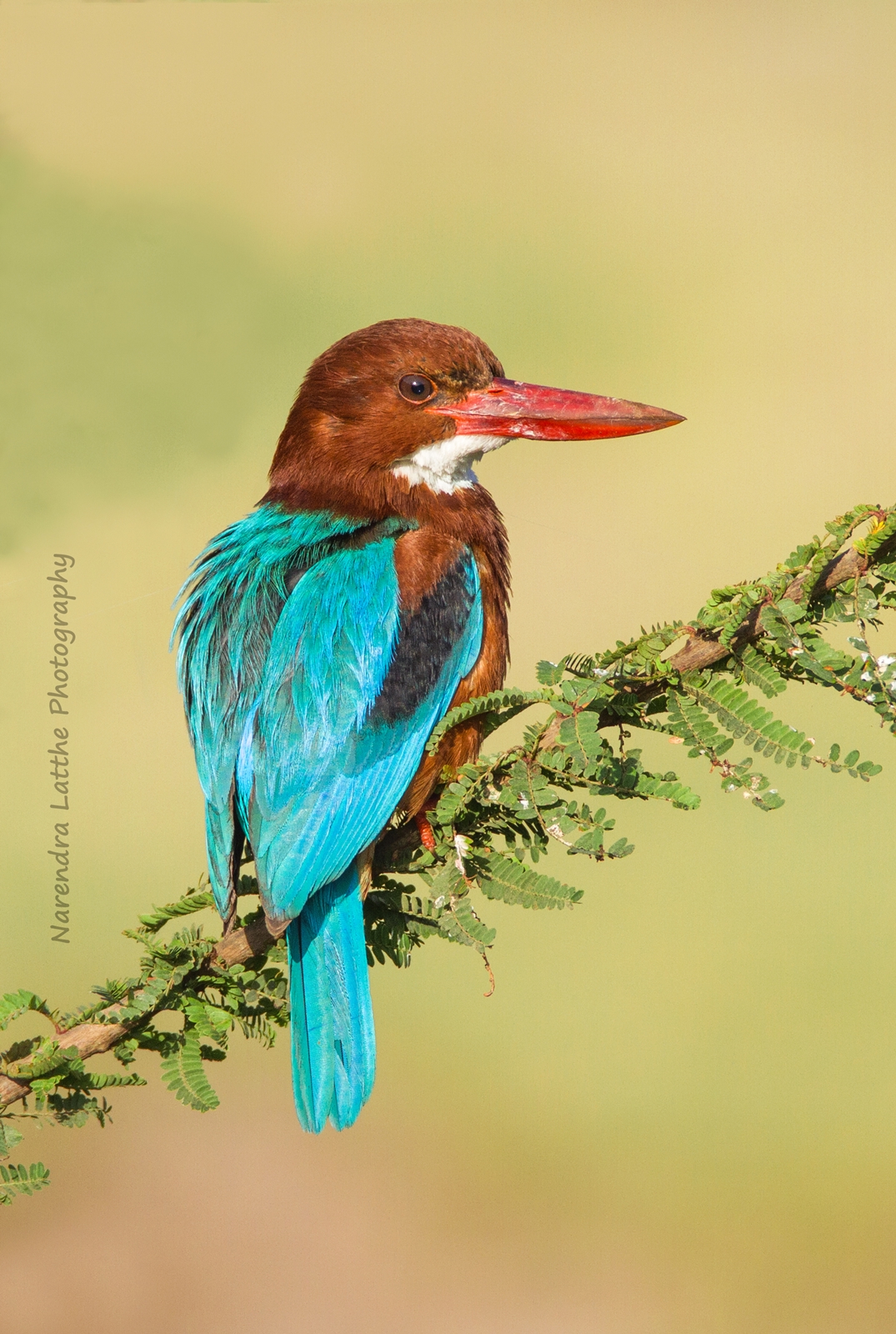 White Breasted Kingfisher