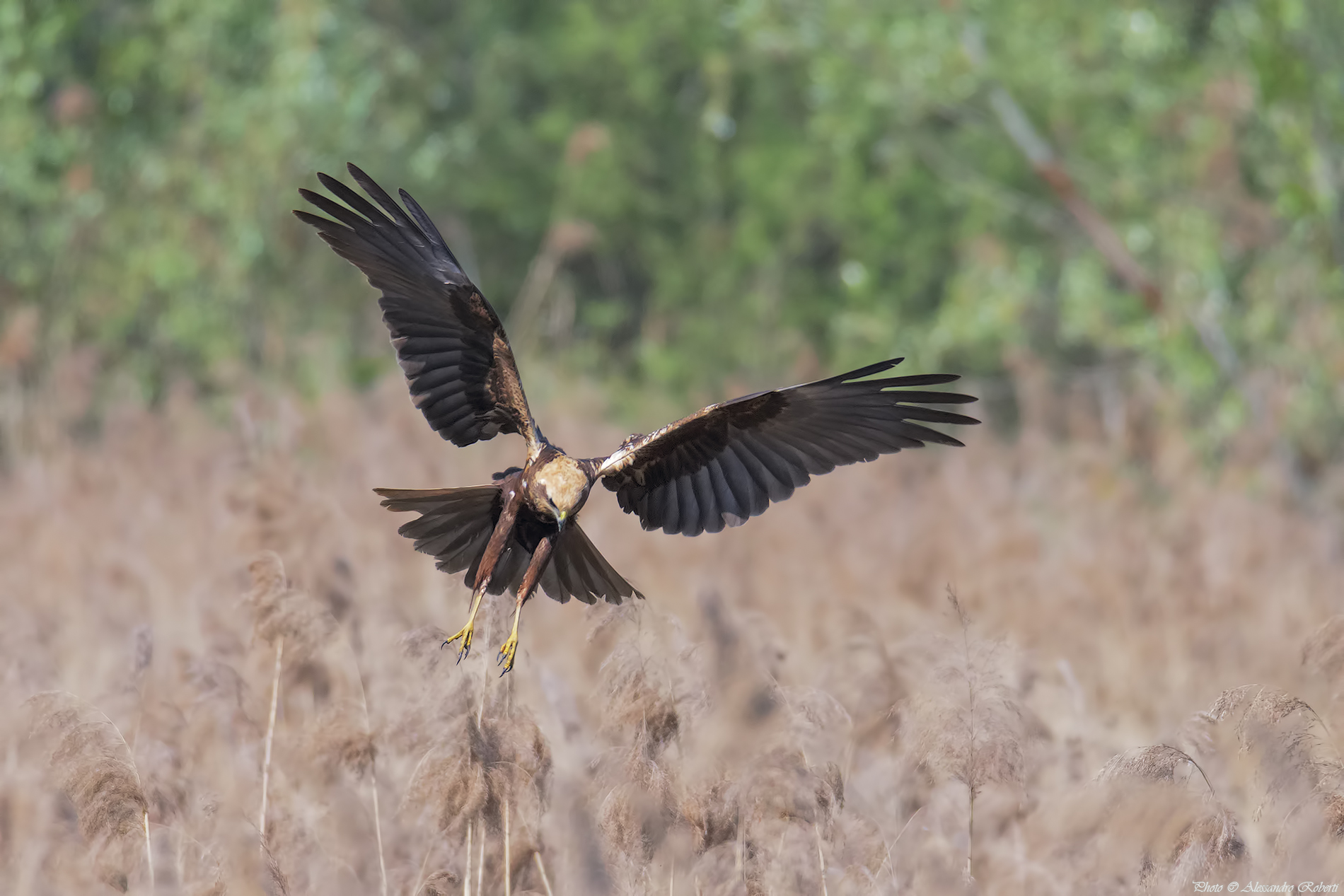 Marsh Harrier