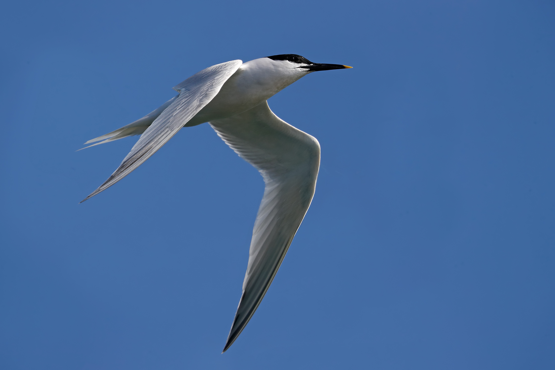 Le lunghe ali del beccapesci