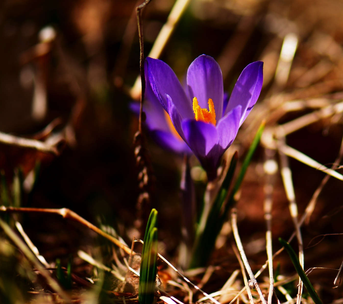 Crocus albiflorus.
