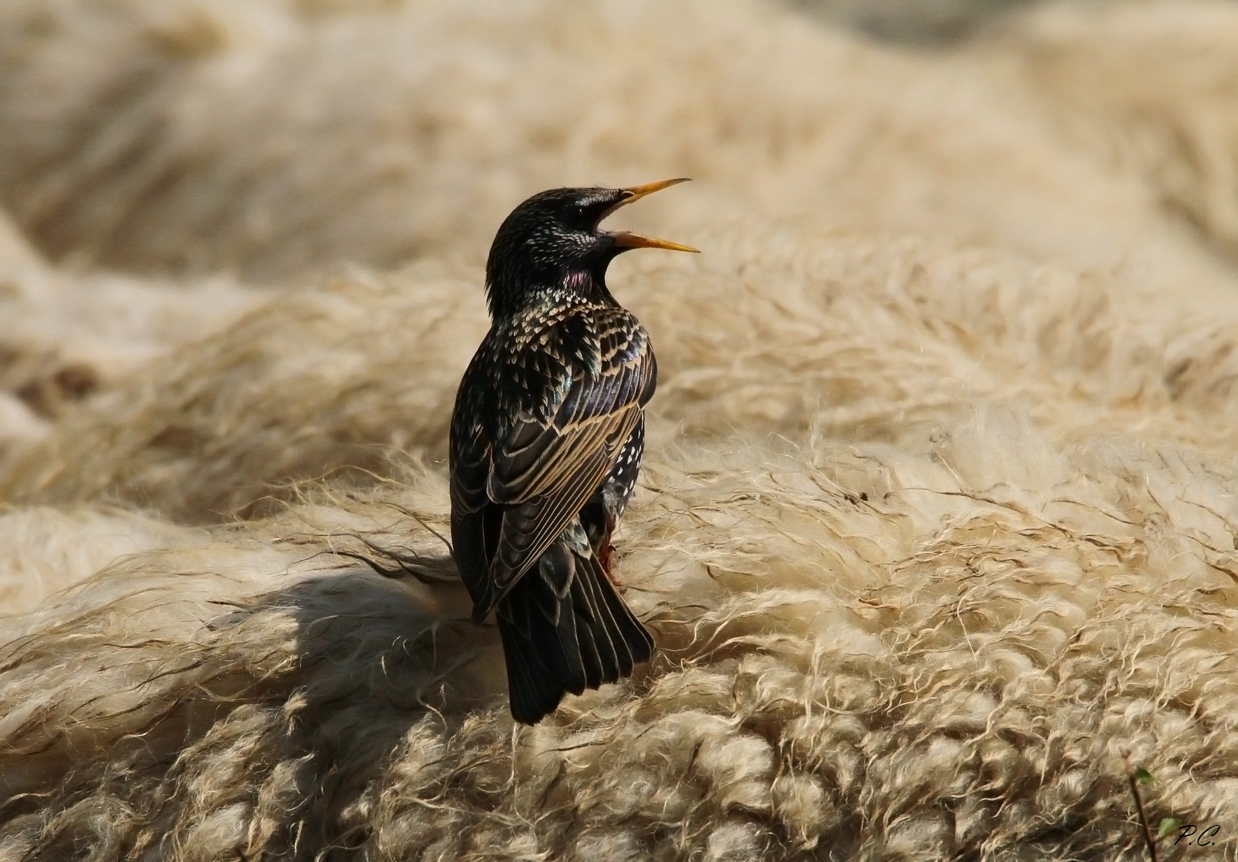 singing on wool hills